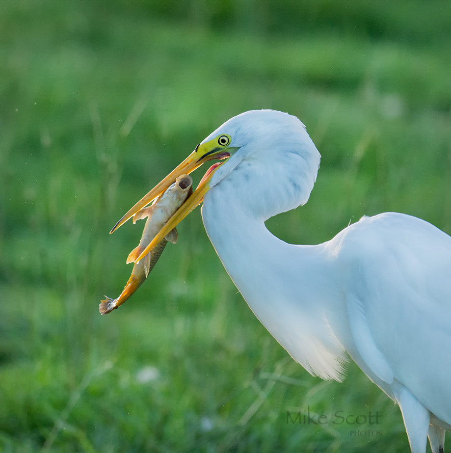 Nikon AF-S Nikkor 300mm F2.8G ED VR II sample photo. Egret working it photography