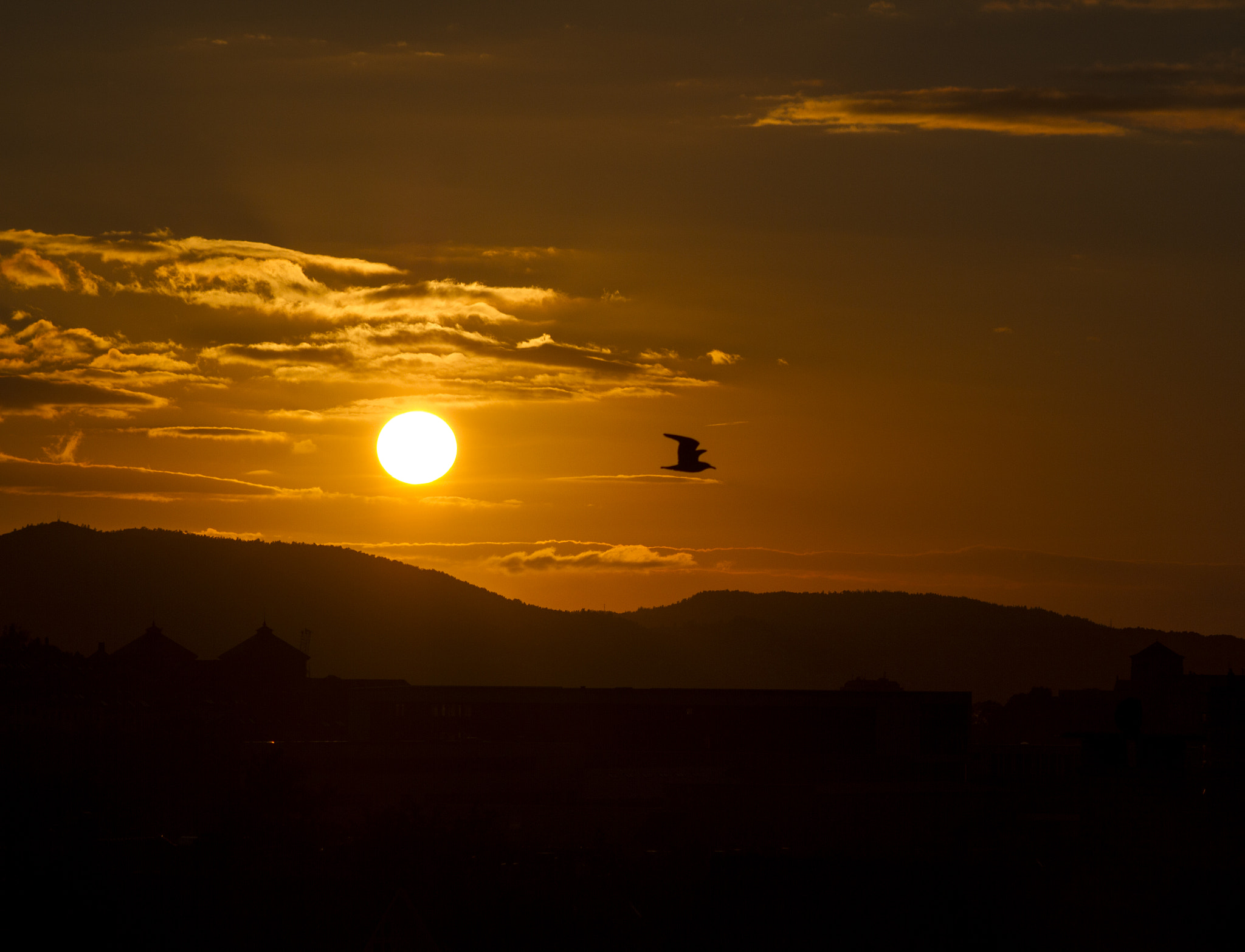 Canon EF 75-300mm f/4-5.6 USM sample photo. Solfugl ii photography