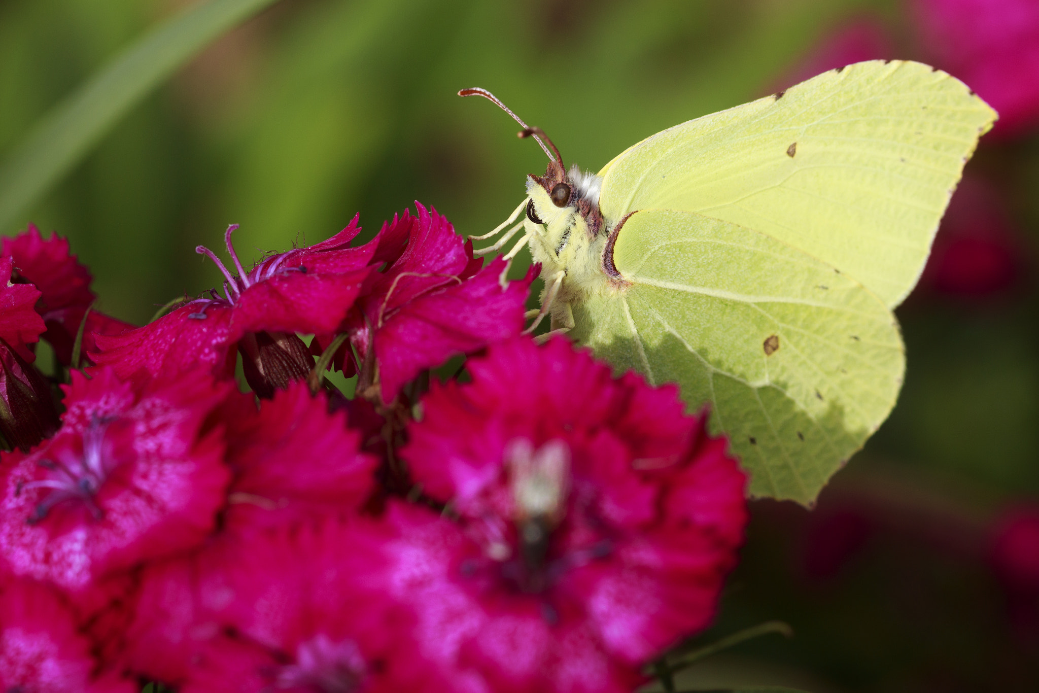 Sigma 105mm F2.8 EX DG OS HSM sample photo. Butterfly photography