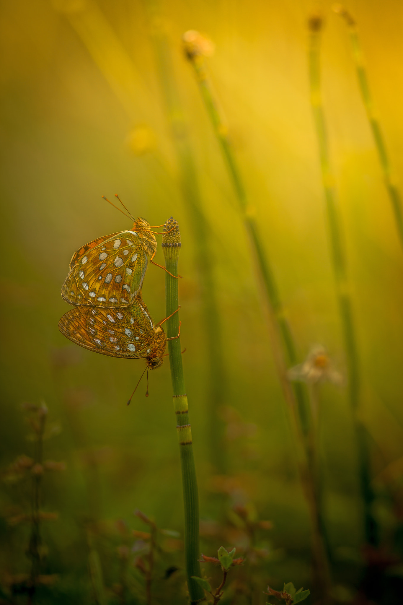 Canon EF 300mm F4L IS USM sample photo. A nice couple of the dark green fritillary photography