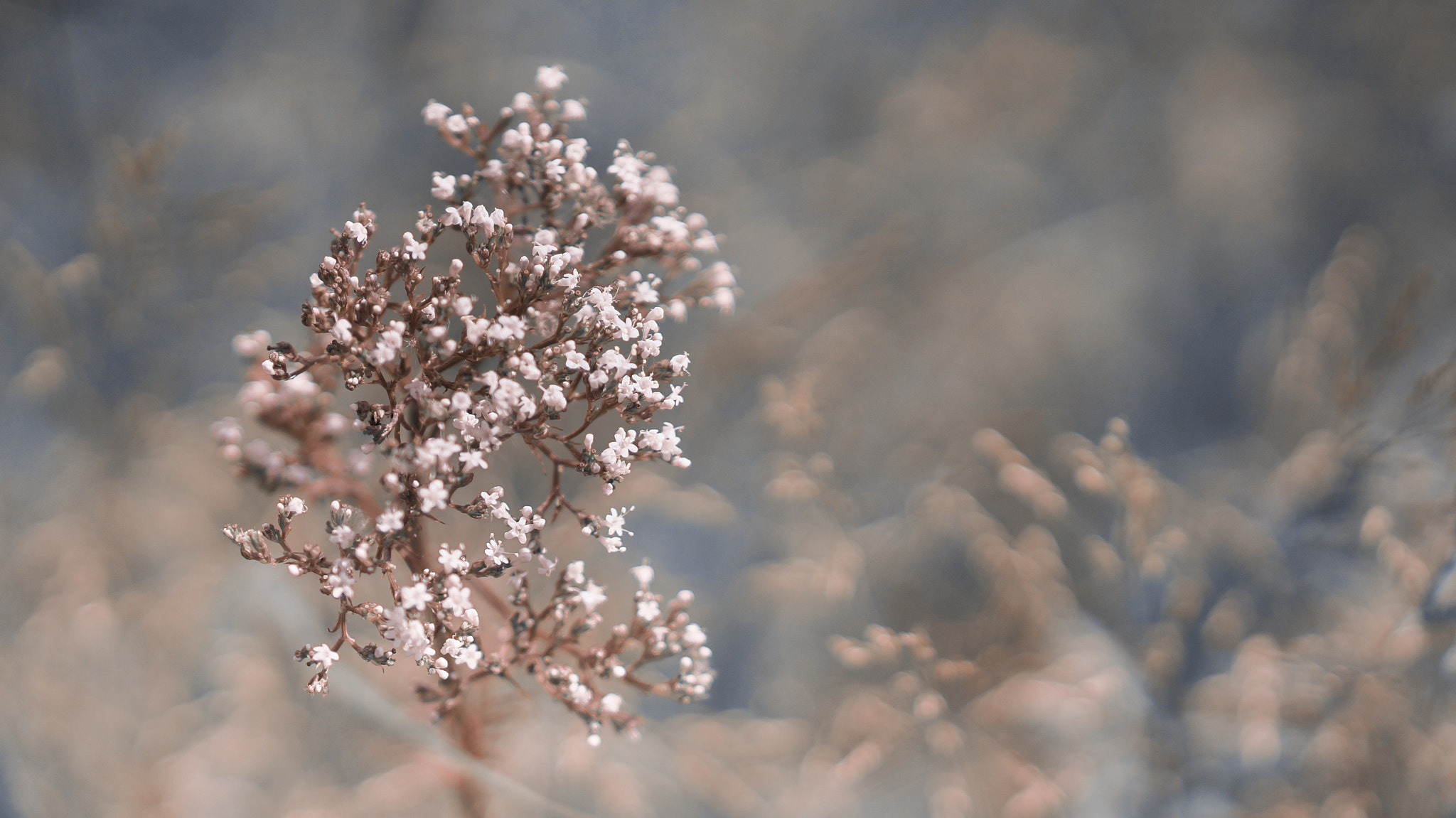 Sony Alpha NEX-5R sample photo. Fading beauty 1/2 photography