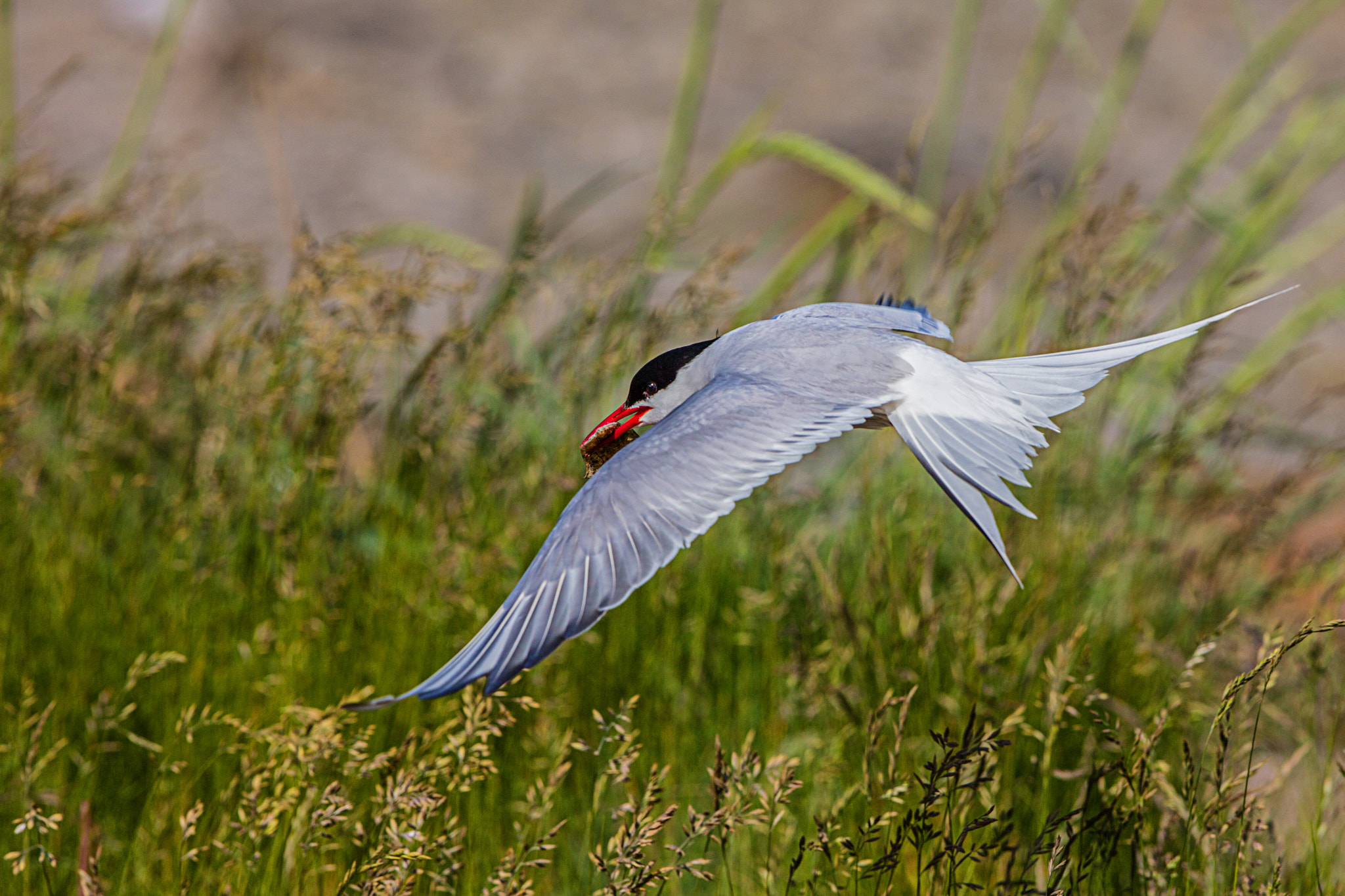 Canon EF 300mm F2.8L IS II USM sample photo. Futtertransport photography