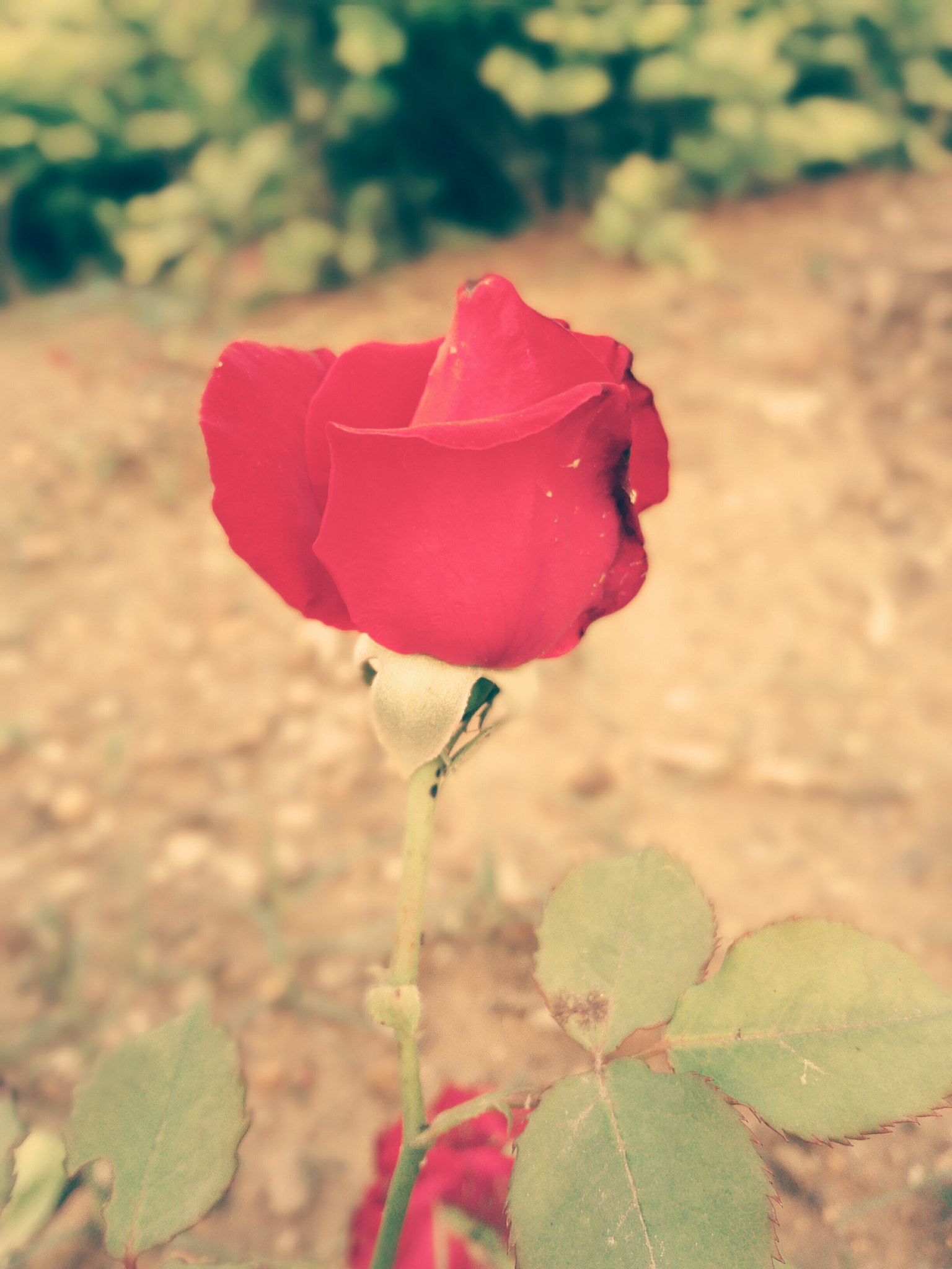 HUAWEI PE-TL10 sample photo