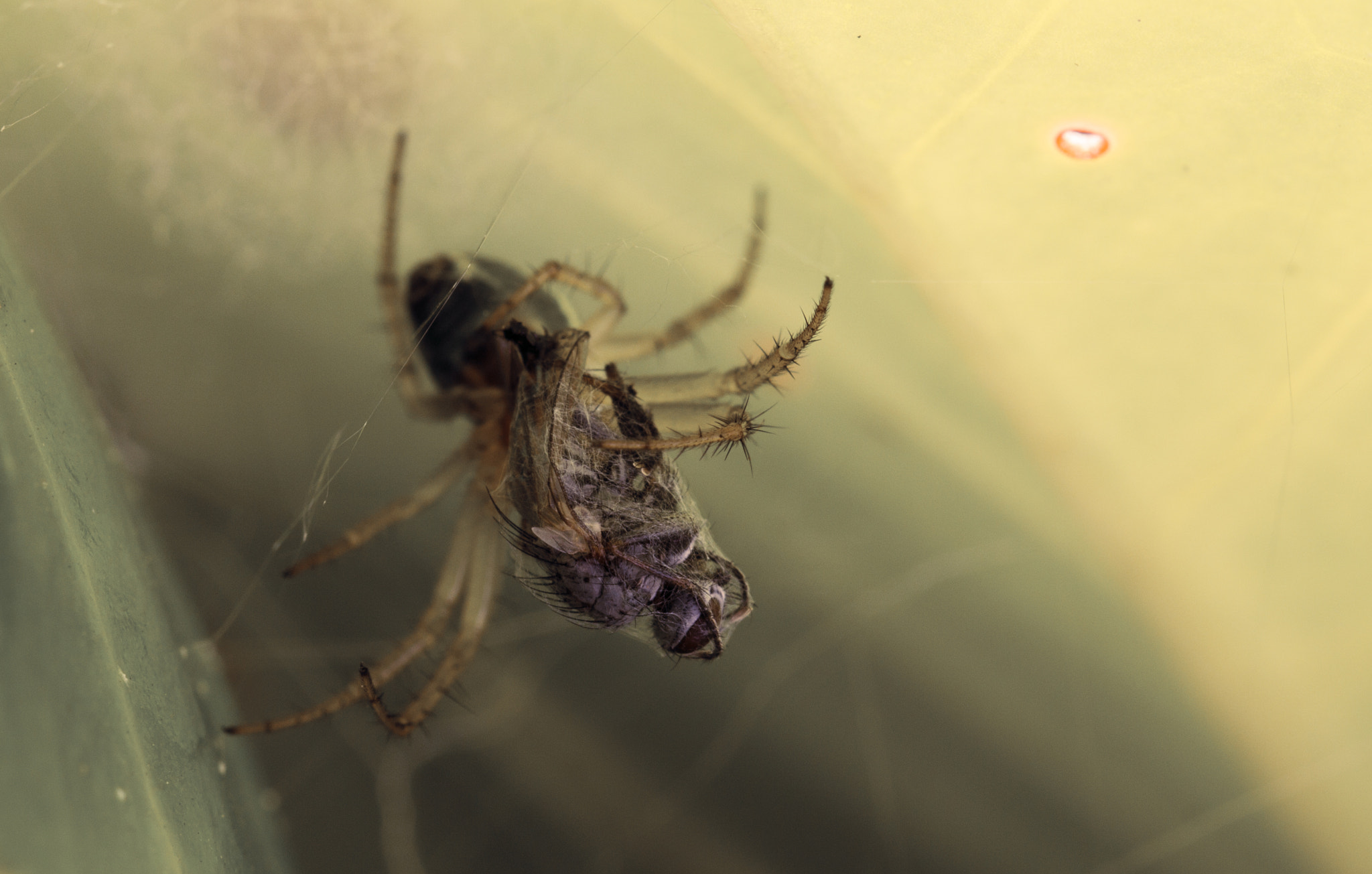 Sigma 105mm F2.8 EX DG OS HSM sample photo. So much for my happy ending photography