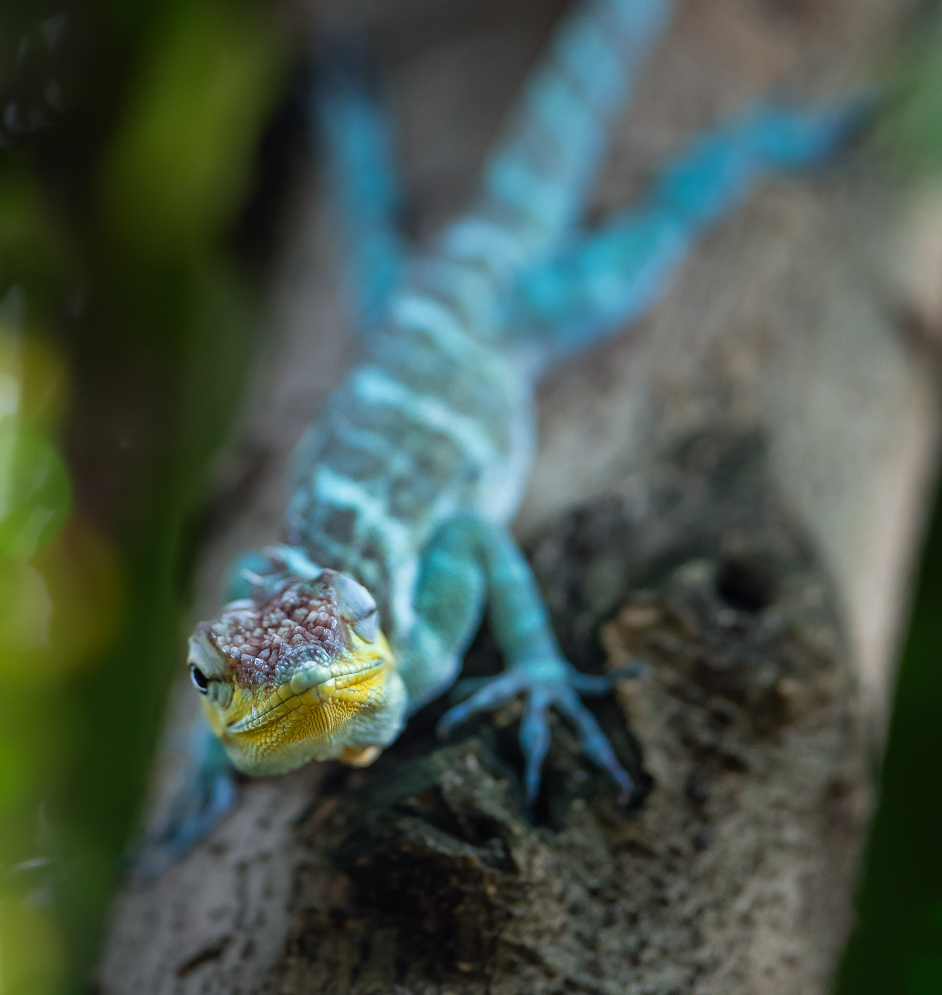 Canon EOS 5DS R + Canon EF 300mm F2.8L IS USM sample photo. Blue collared lizard photography