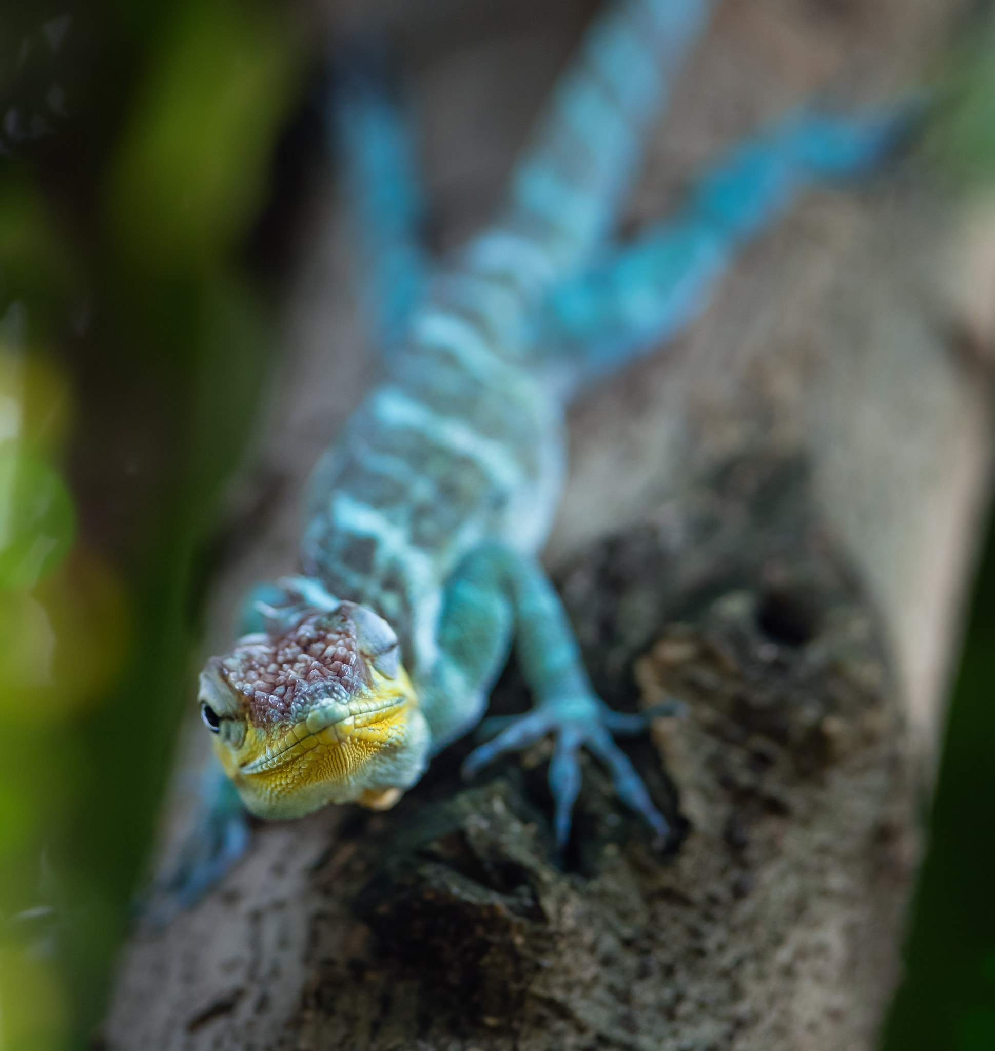 Canon EF 300mm F2.8L IS USM sample photo. Blue collared lizard photography
