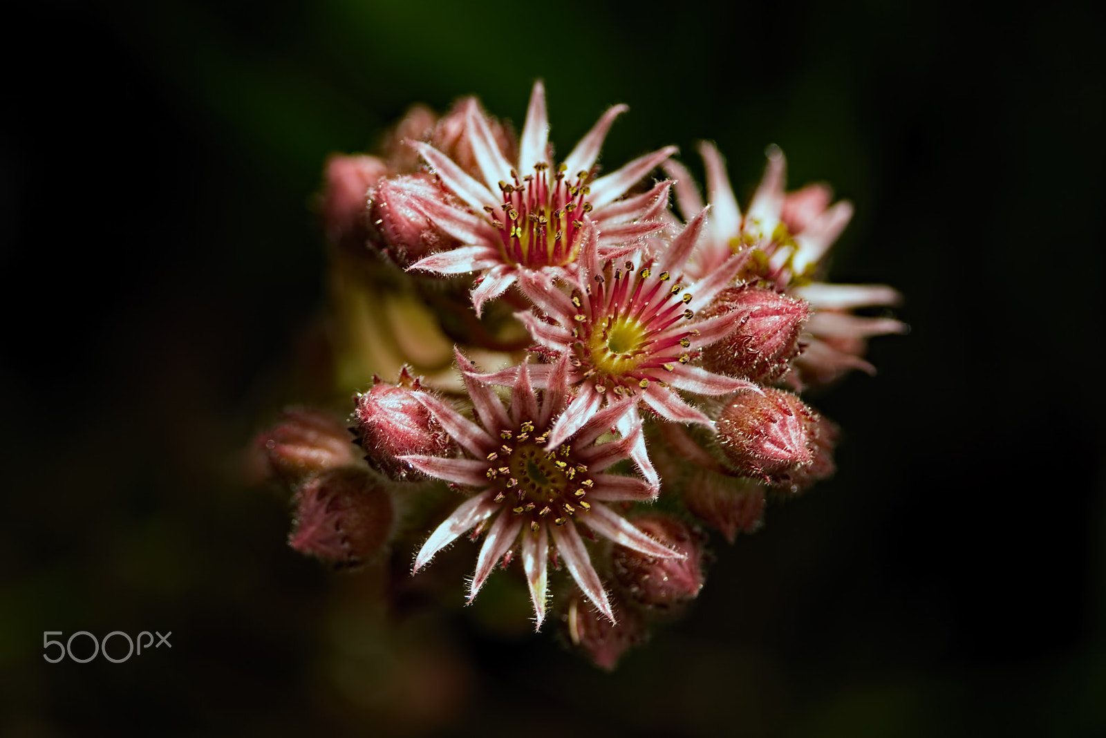 Nikon D810 + Nikon AF-S Nikkor 300mm F4D ED-IF sample photo. Hens and chicks blooms 0708 photography