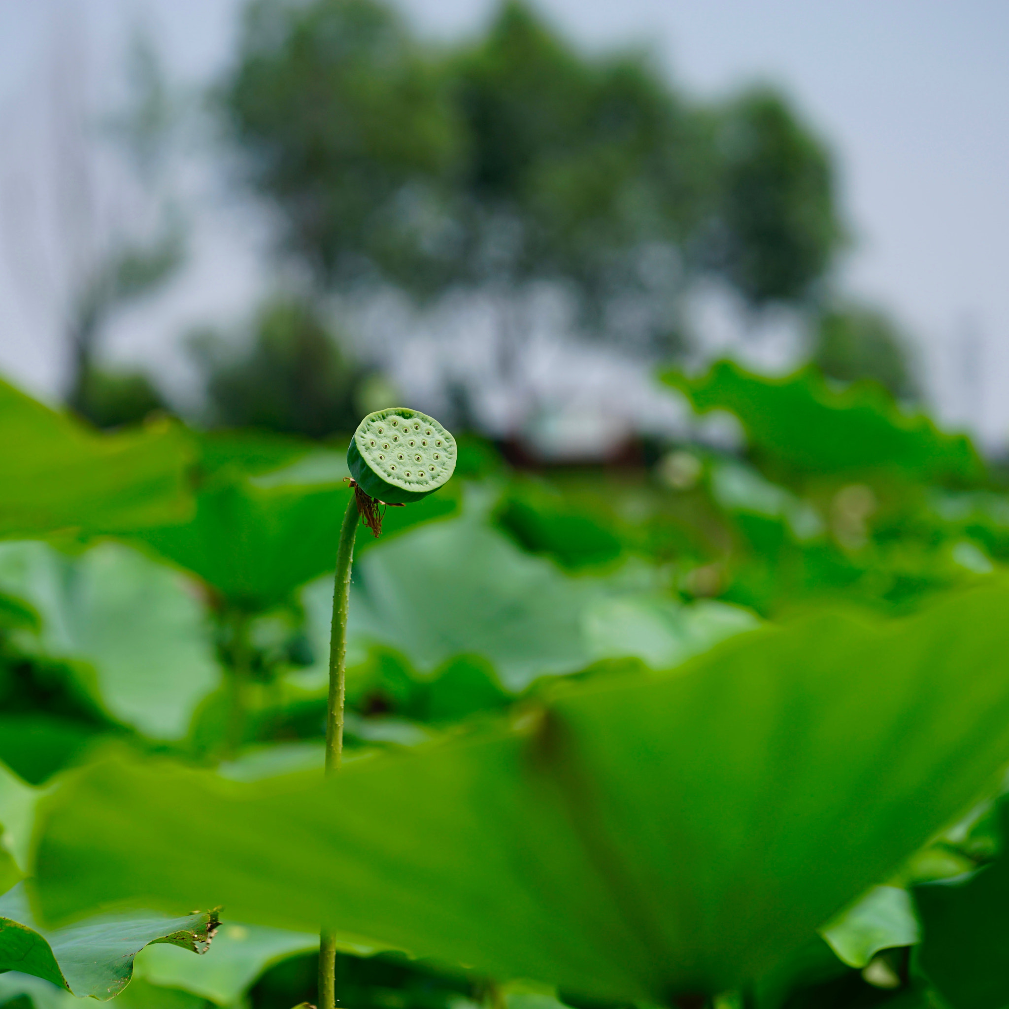 Sony a7 II + Sony FE 90mm F2.8 Macro G OSS sample photo. 莲之果 photography