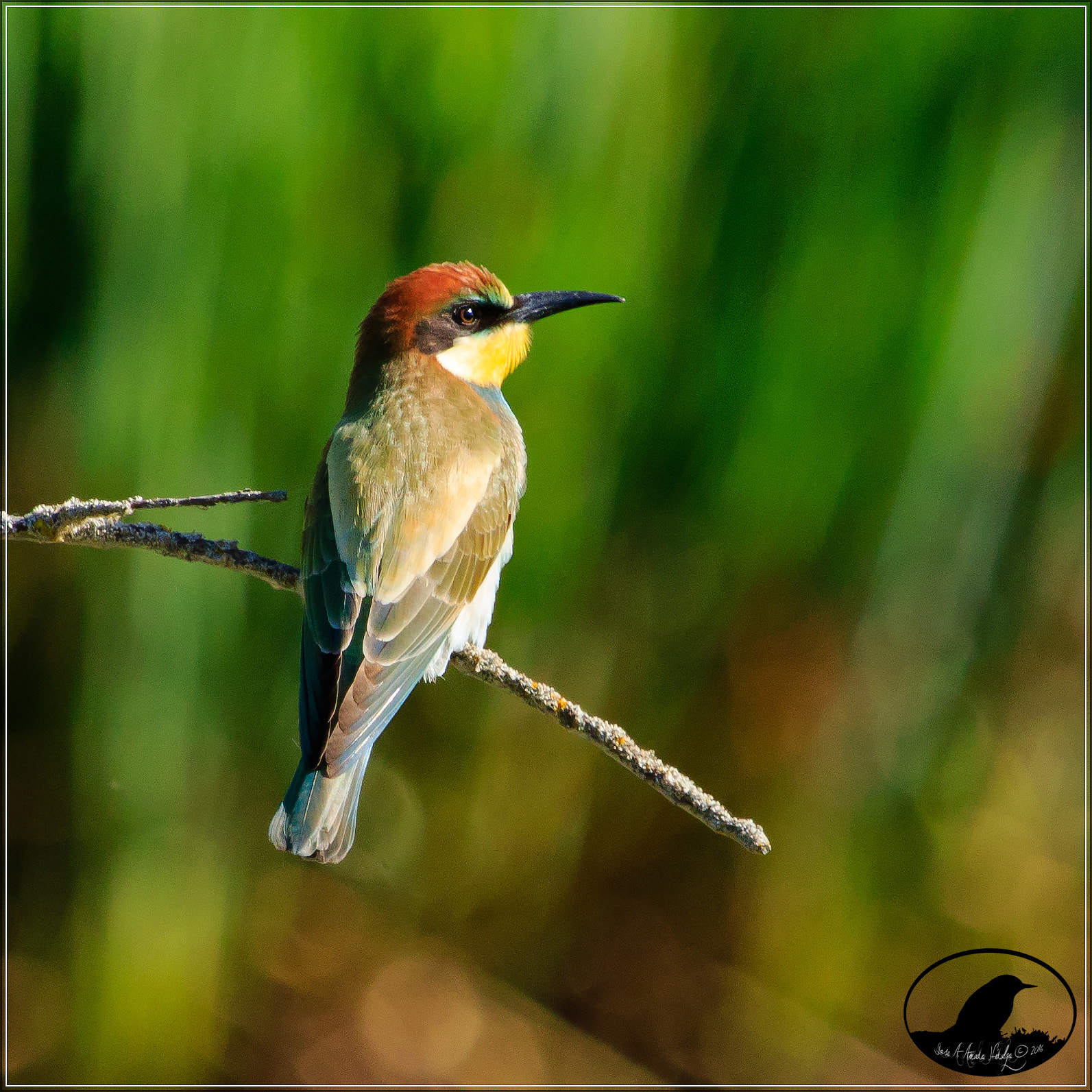 Canon EF 100-400mm F4.5-5.6L IS USM sample photo. Abejaruco photography