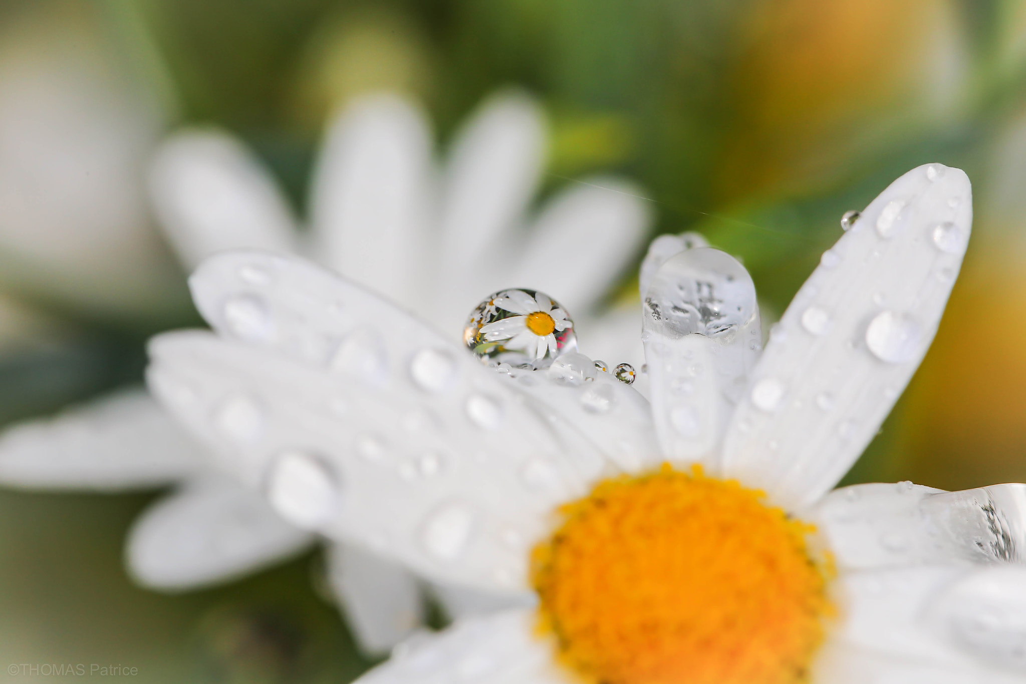 Canon EF 100mm F2.8L Macro IS USM sample photo. Daisy drop! photography