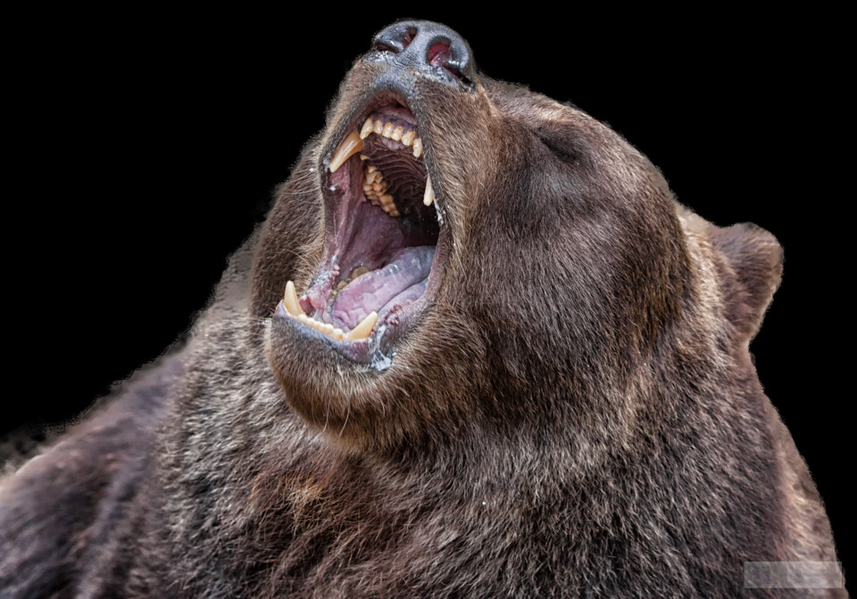 Canon EF 70-200mm F2.8L IS USM sample photo. Roarrrrrr photography