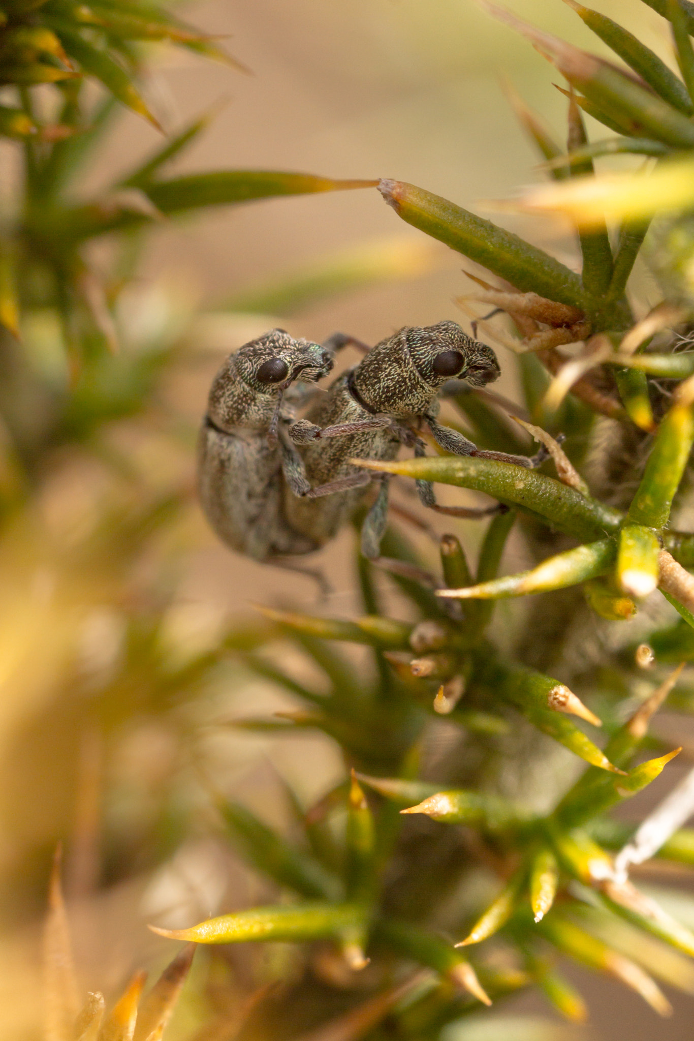 Canon MP-E 65mm F2.5 1-5x Macro Photo sample photo. Sitona striatellus mating photography