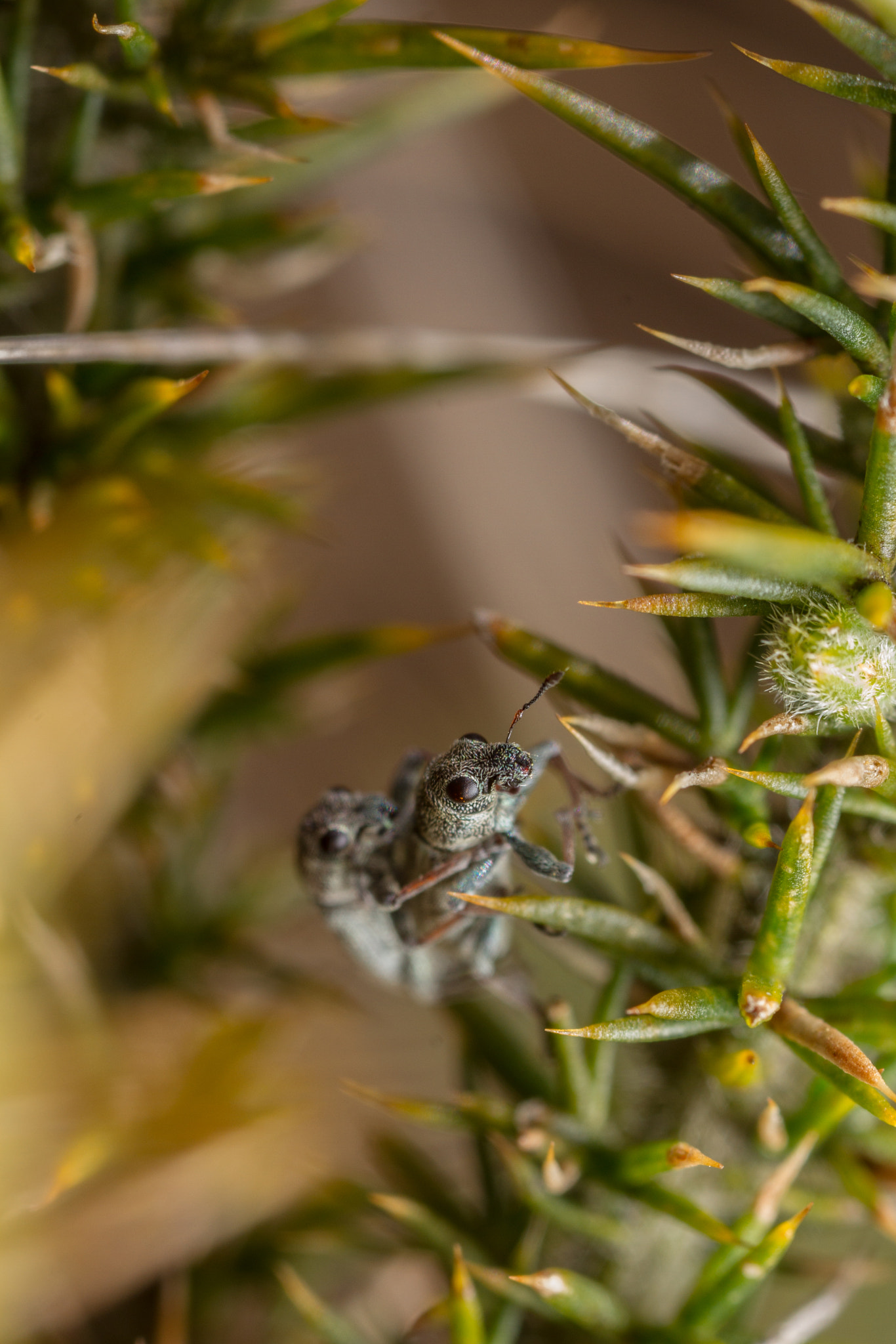 Canon MP-E 65mm F2.5 1-5x Macro Photo sample photo. Sitona striatellus mating photography