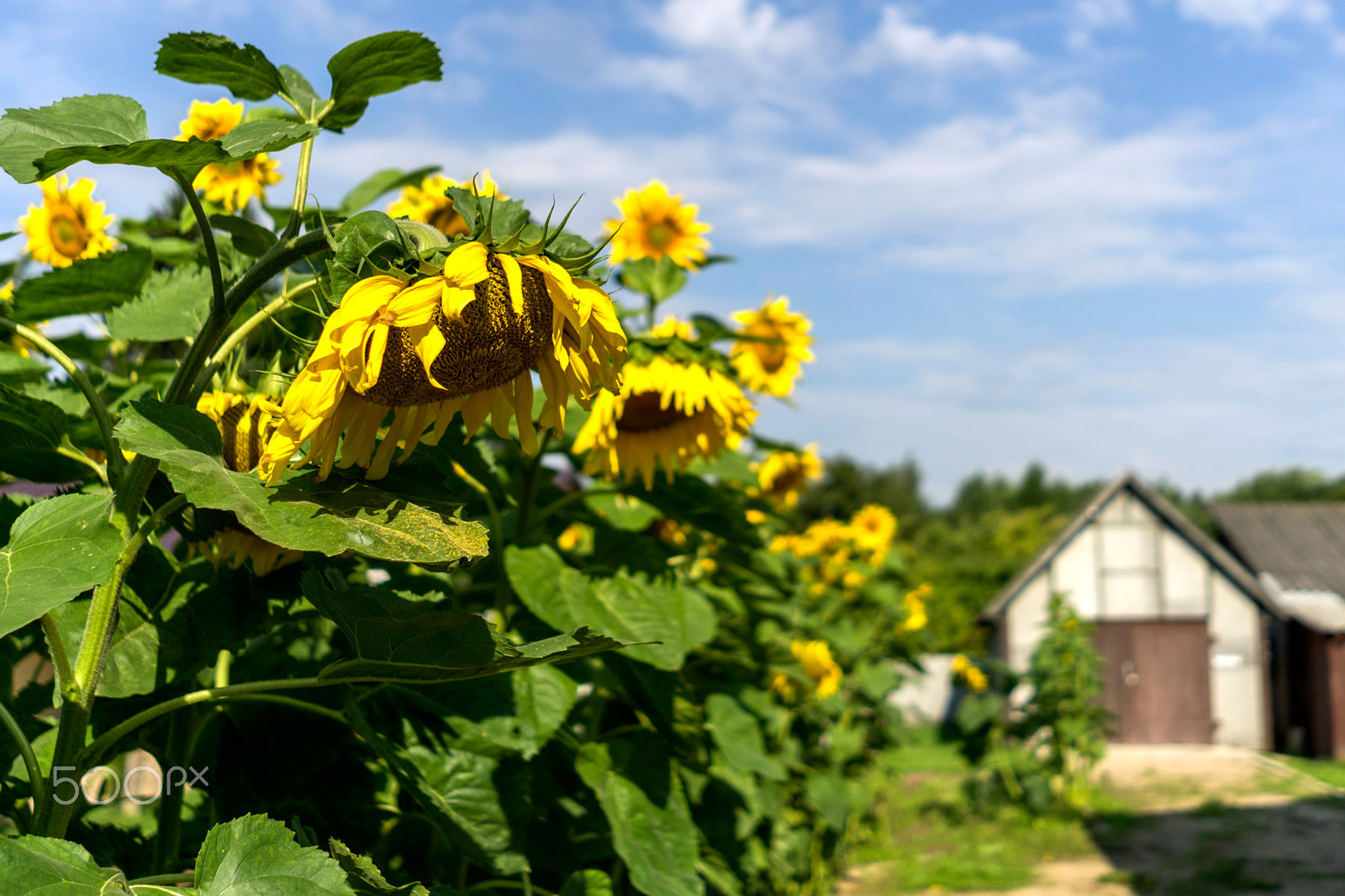 Sony FE 28mm F2 sample photo. *** photography