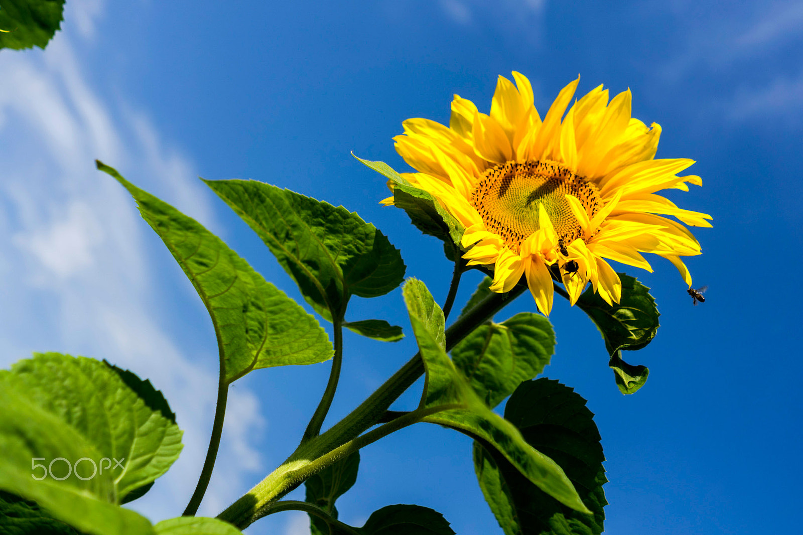 Sony FE 28mm F2 sample photo. *** photography