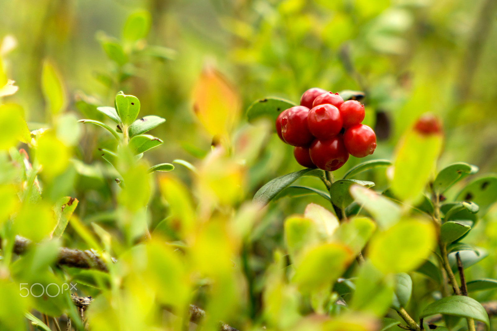 Sony FE 28mm F2 sample photo. *** photography