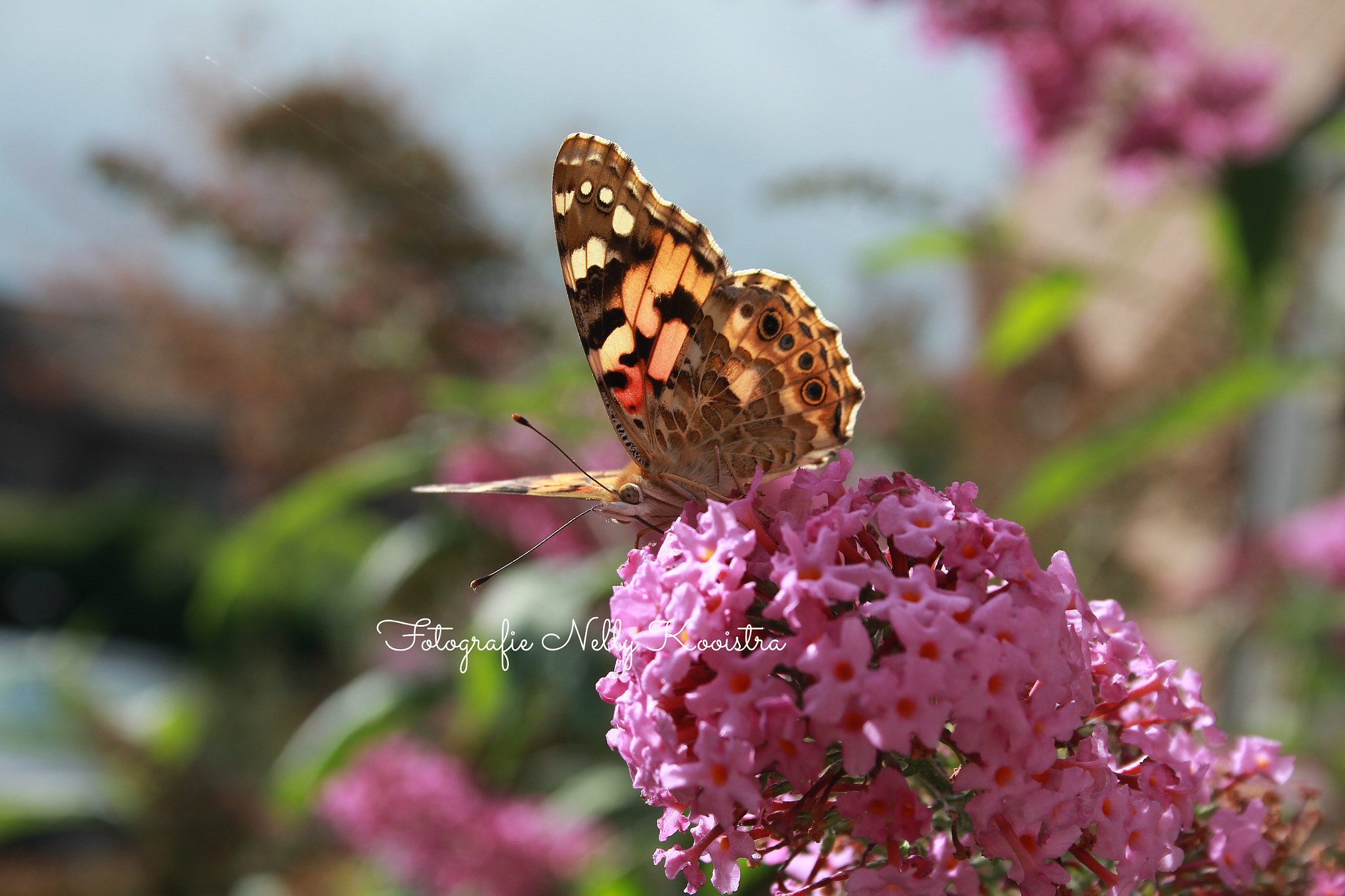 Canon EF-S 18-55mm F3.5-5.6 II sample photo. The painted lady butterfly photography