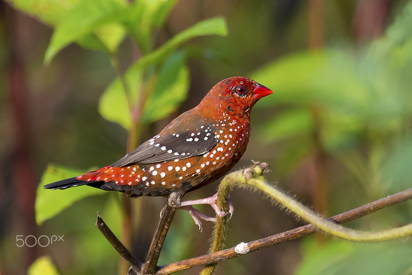 Nikon AF-S Nikkor 400mm F2.8G ED VR II sample photo. Strawberry finch photography