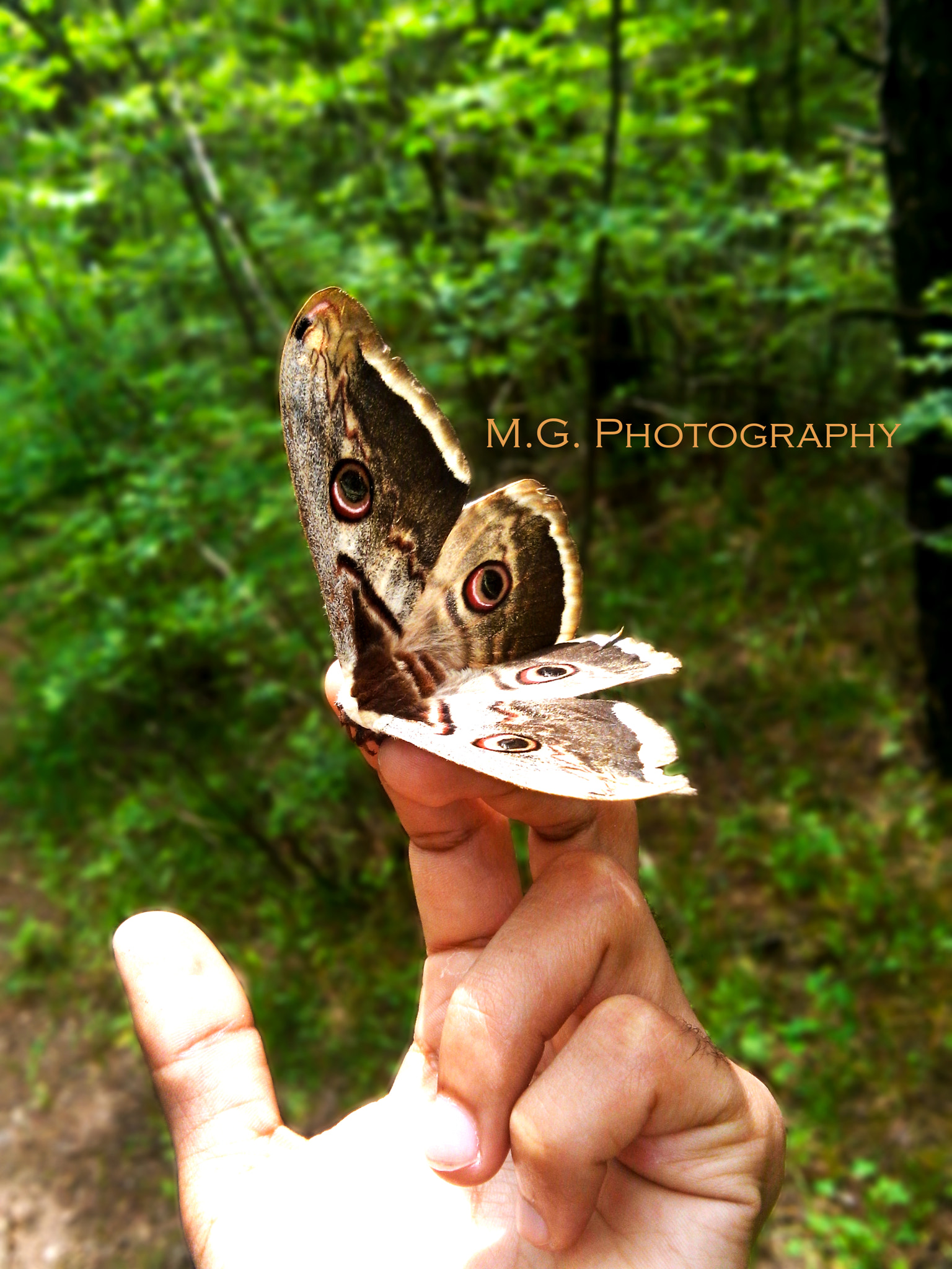 LG G Pro Lite sample photo. Butterfly in paradise photography