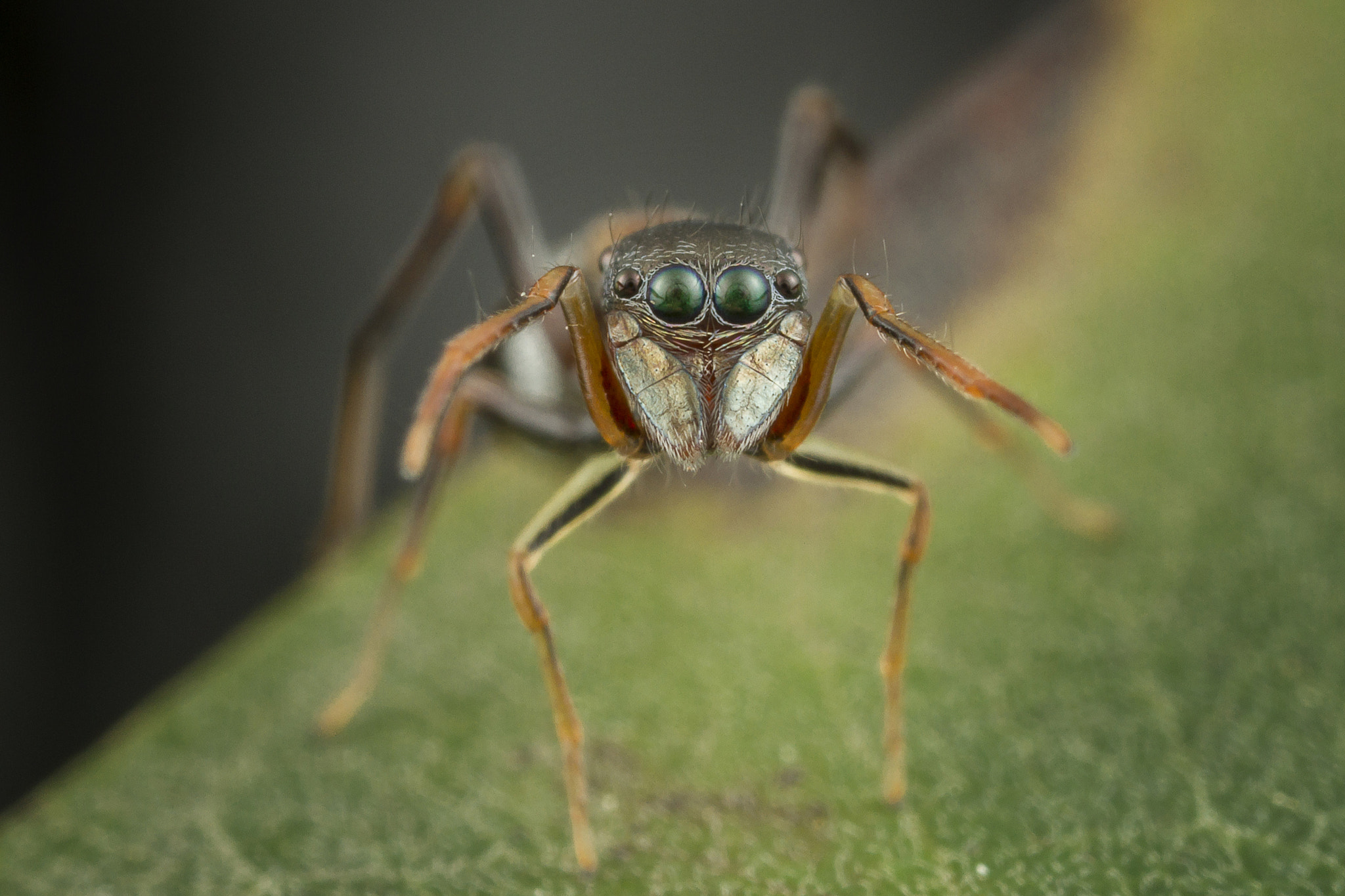 Canon MP-E 65mm F2.5 1-5x Macro Photo sample photo. Ant mimic jumping spider photography