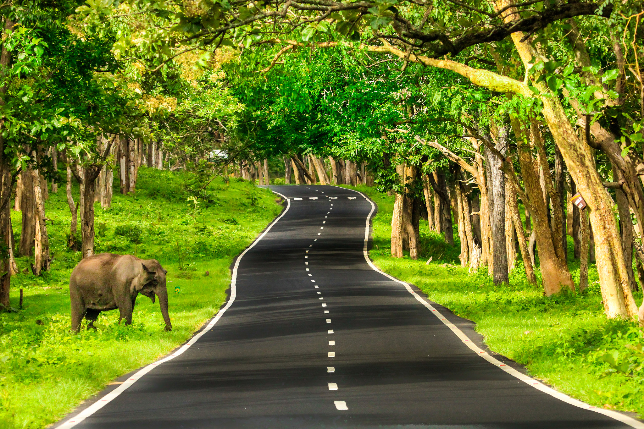 Canon EOS 60D + Canon EF 100-400mm F4.5-5.6L IS USM sample photo. Lonely wild elephant photography