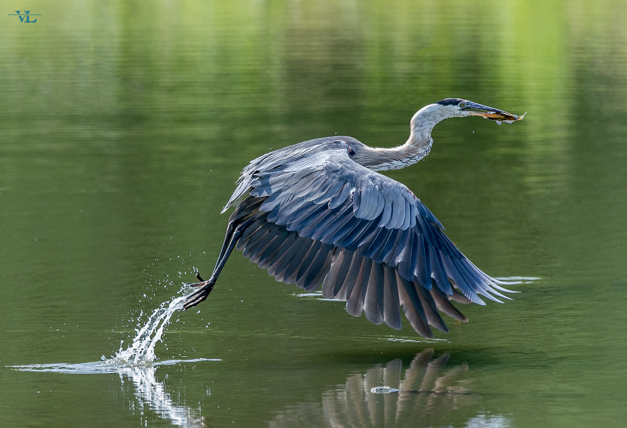 Canon EOS-1D X Mark II + Canon EF 600mm F4L IS USM sample photo. Greater heron photography