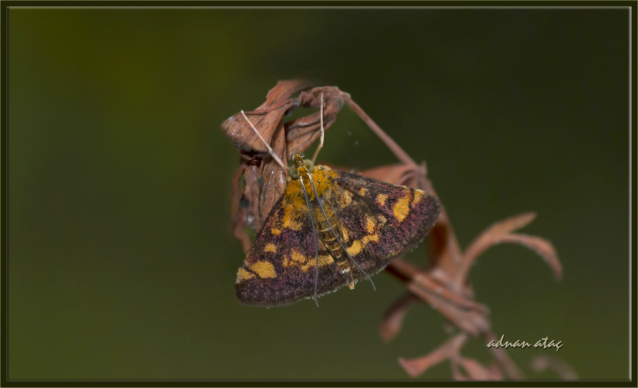 AF Zoom-Micro Nikkor 70-180mm f/4.5-5.6D ED sample photo. Nane güvesi - pyrausta aurata - mint moth - small purple and gold moth photography