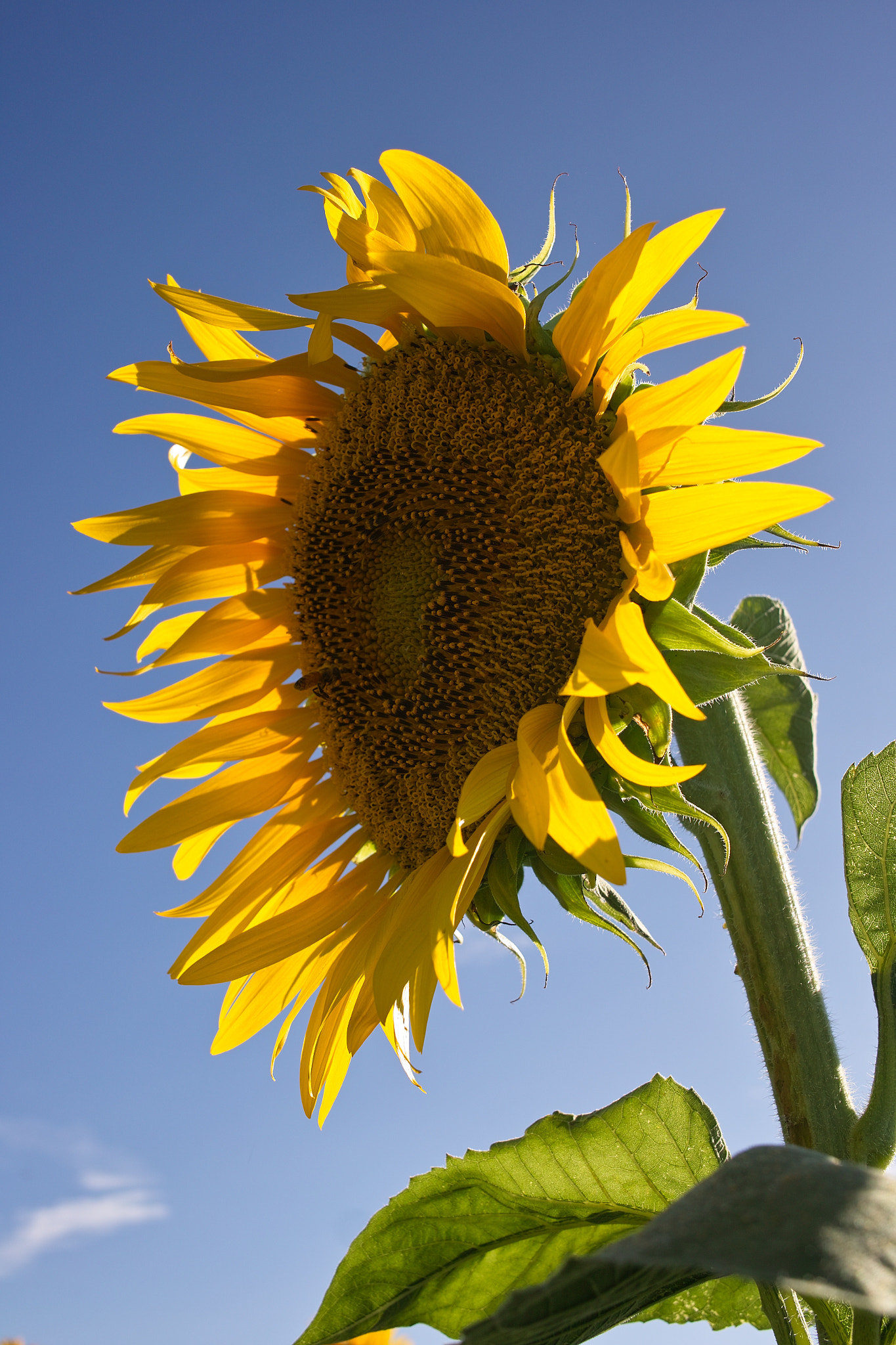 Sigma DP2x sample photo. Sunflower  向日葵 photography