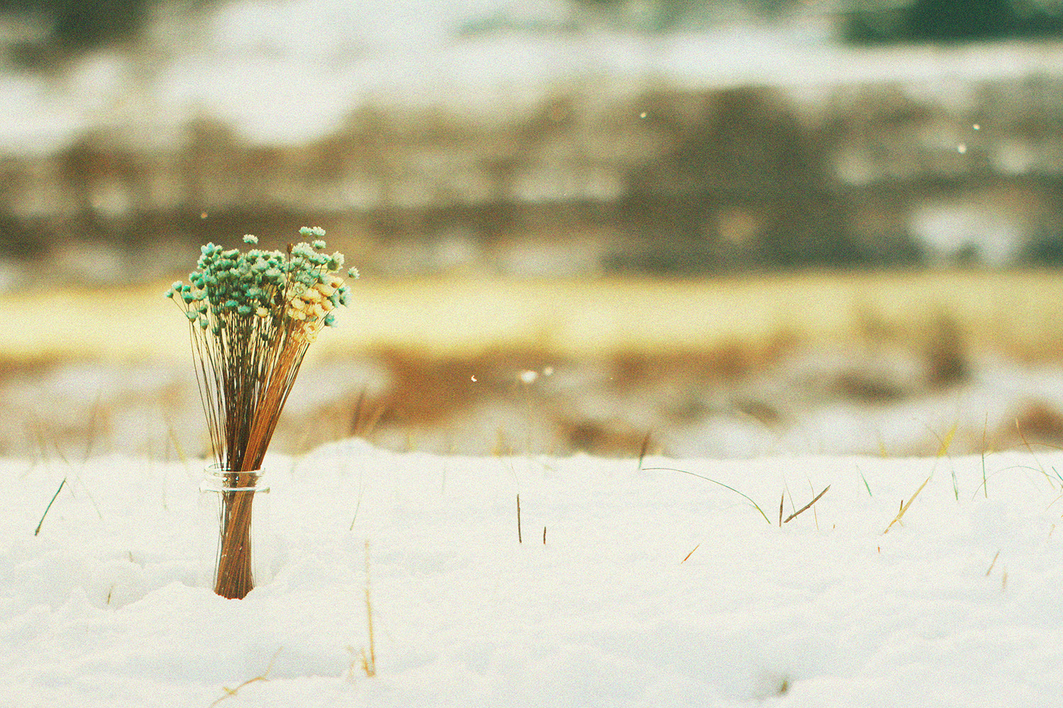 Canon EF 35-80mm f/4-5.6 sample photo. Snow flower photography