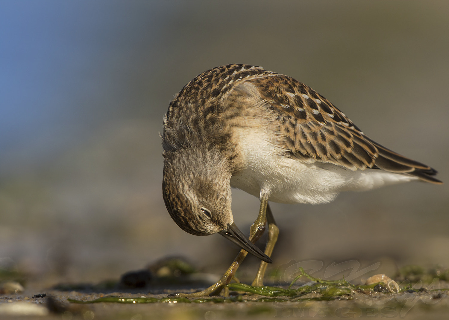 Sigma 500mm F4.5 EX DG HSM sample photo. Curtsy (least sandpiper) photography