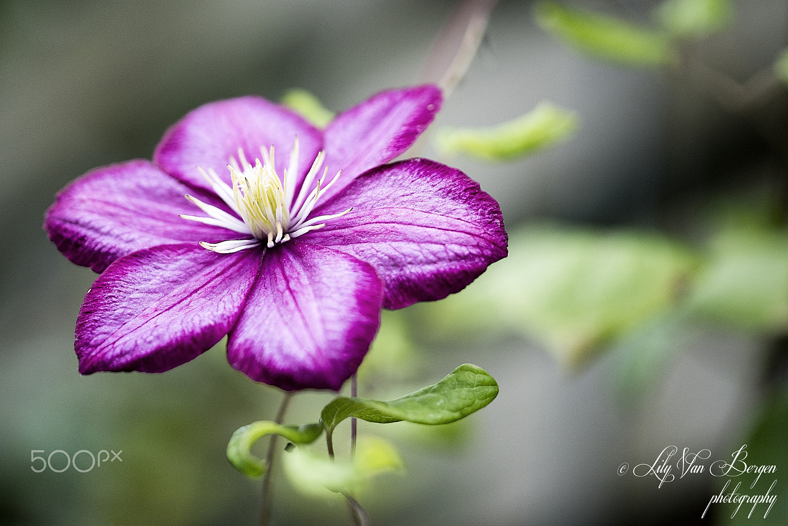Sigma 150mm F2.8 EX DG Macro HSM sample photo. Garden delight! photography