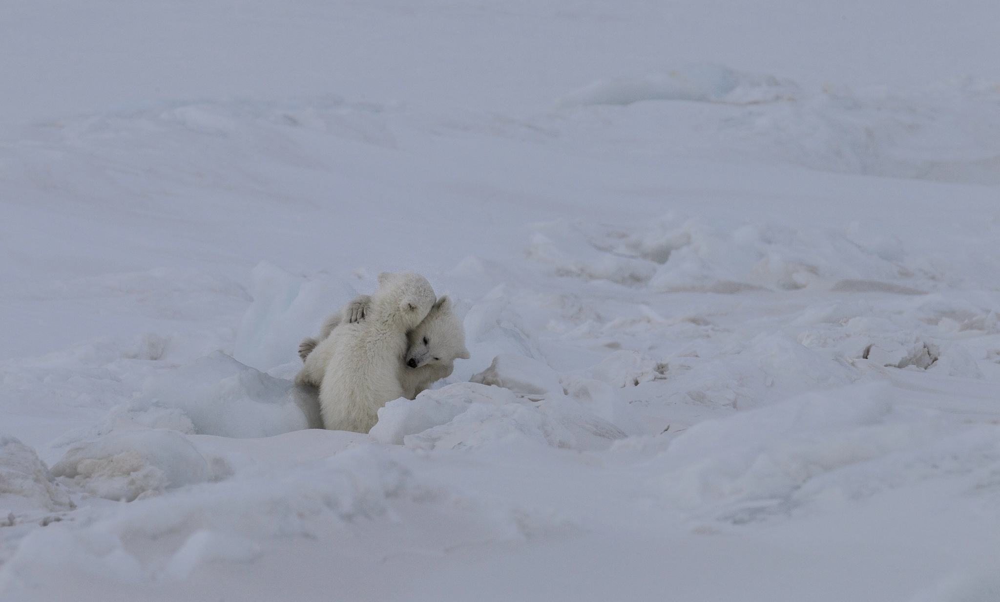 Canon EOS-1D Mark IV + Canon EF 800mm F5.6L IS USM sample photo. Polar bear cubs hug. photography