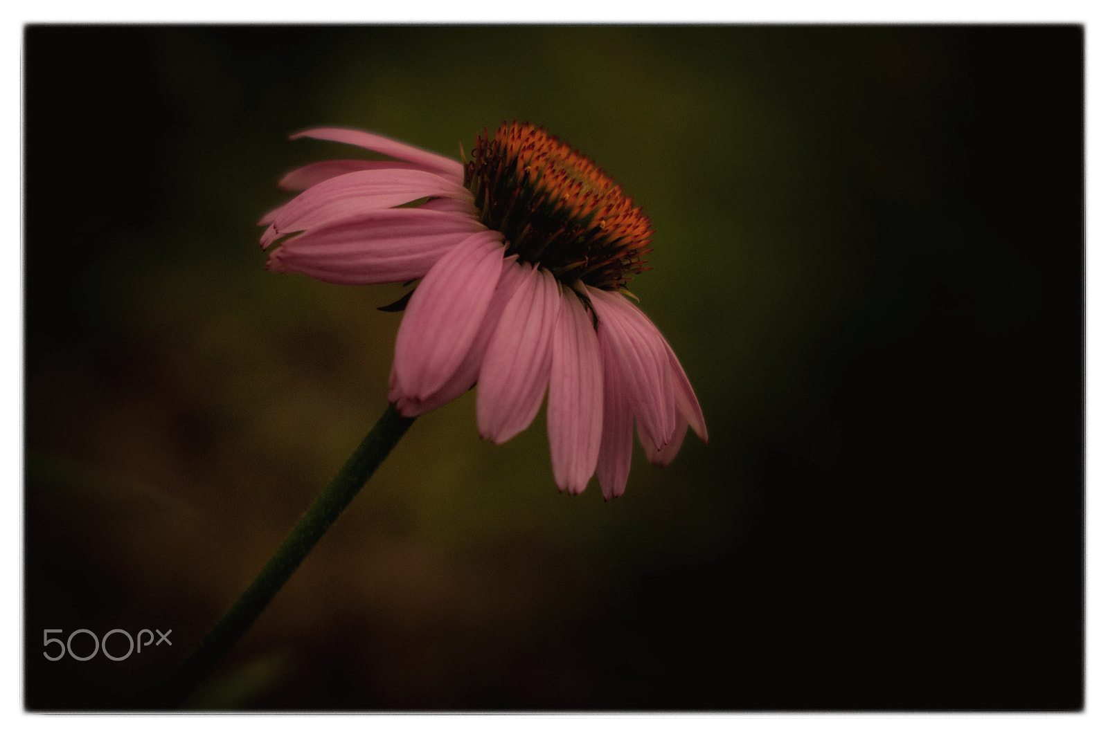 KONICA MINOLTA MAXXUM 7D sample photo. Petals of pink photography