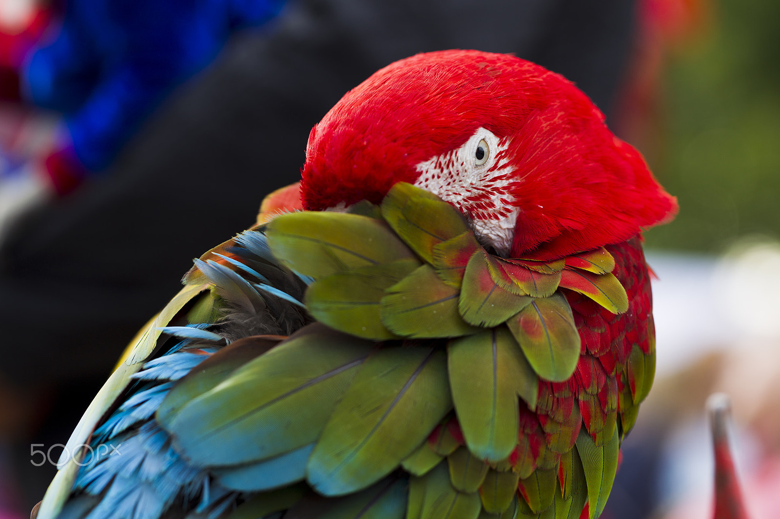 Canon EF 100mm F2.8L Macro IS USM sample photo. Ara parrot breed photography