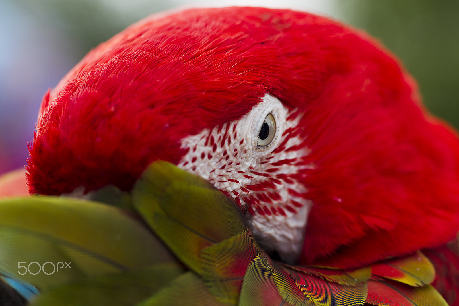 Canon EF 100mm F2.8L Macro IS USM sample photo. Ara parrot breed photography