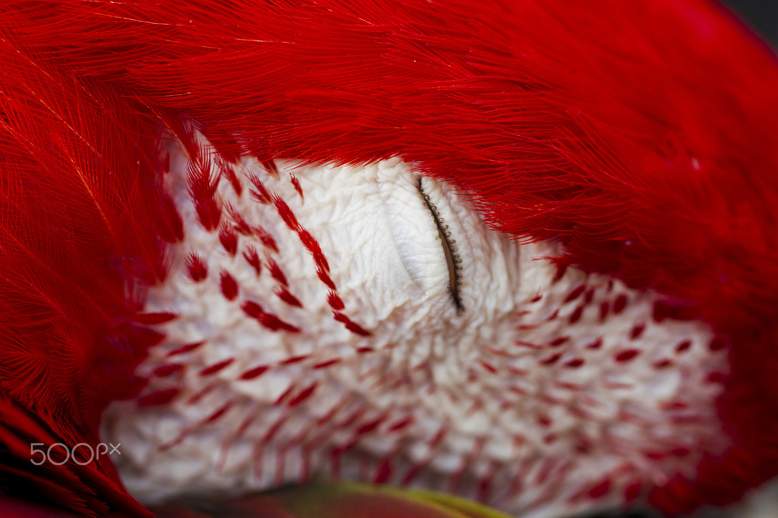 Canon EOS-1D Mark IV + Canon EF 100mm F2.8L Macro IS USM sample photo. Ara parrot breed photography