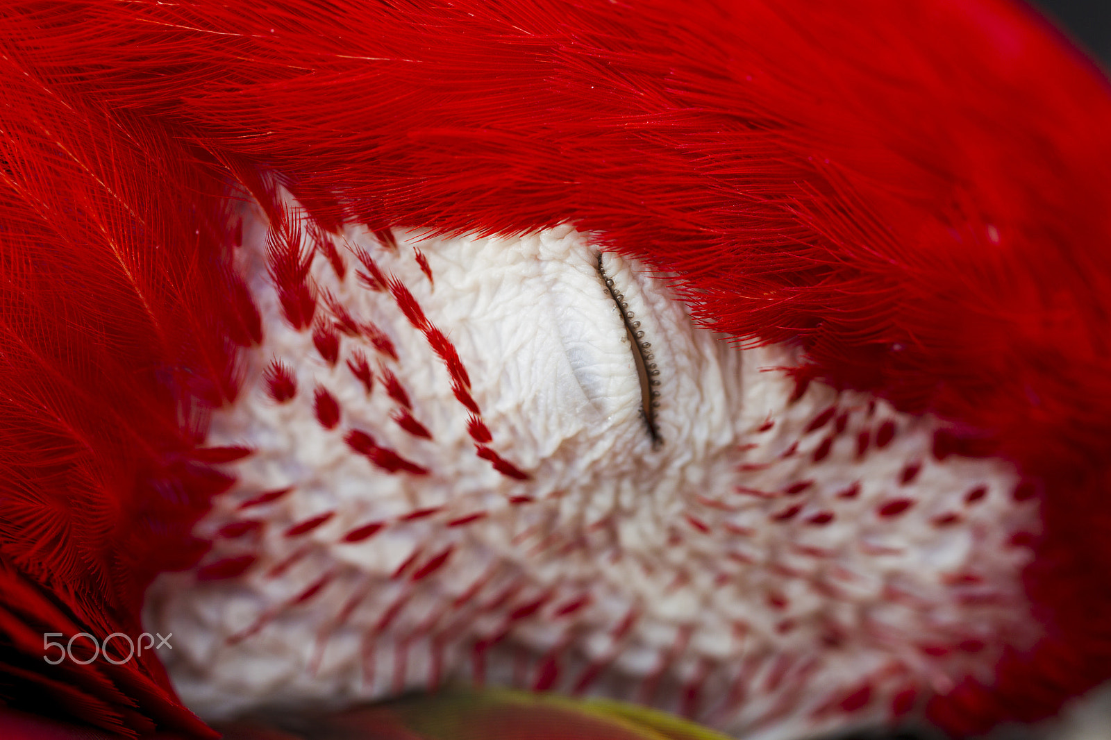 Canon EF 100mm F2.8L Macro IS USM sample photo. Ara parrot breed photography