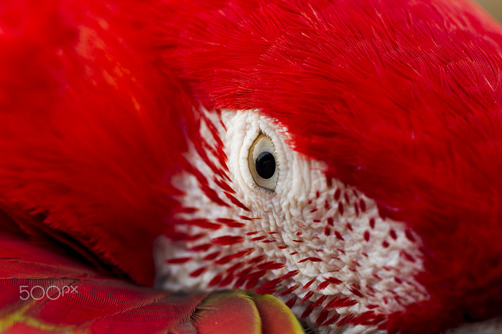 Canon EF 100mm F2.8L Macro IS USM sample photo. Ara parrot breed photography