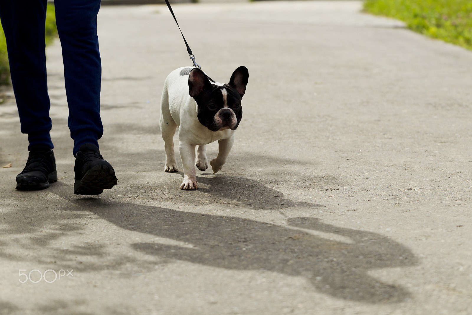 Canon EOS-1D Mark IV + Canon EF 100mm F2.8L Macro IS USM sample photo. Dog breed french bulldog on a walk photography
