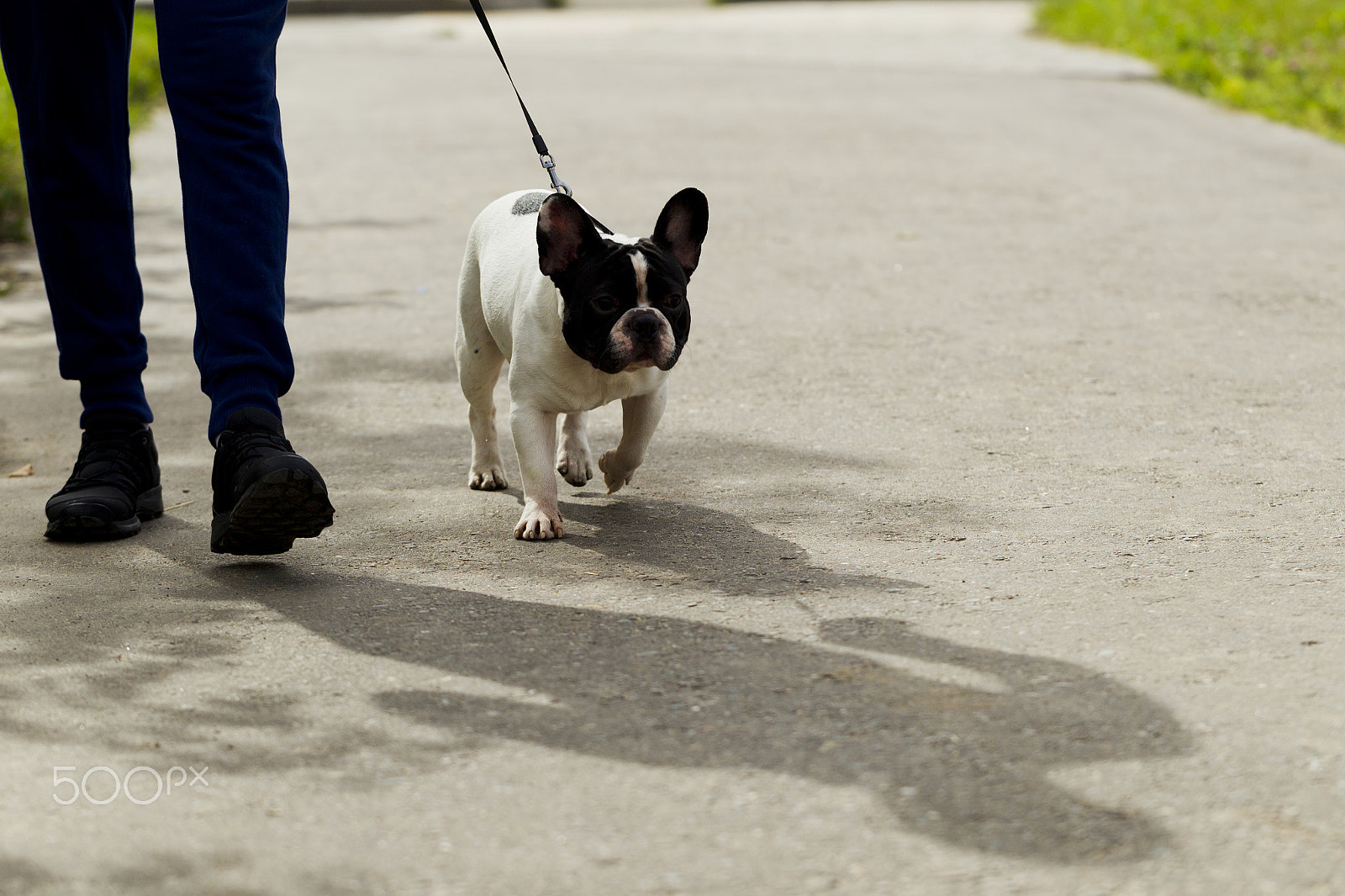 Canon EF 100mm F2.8L Macro IS USM sample photo. Dog breed french bulldog on a walk photography