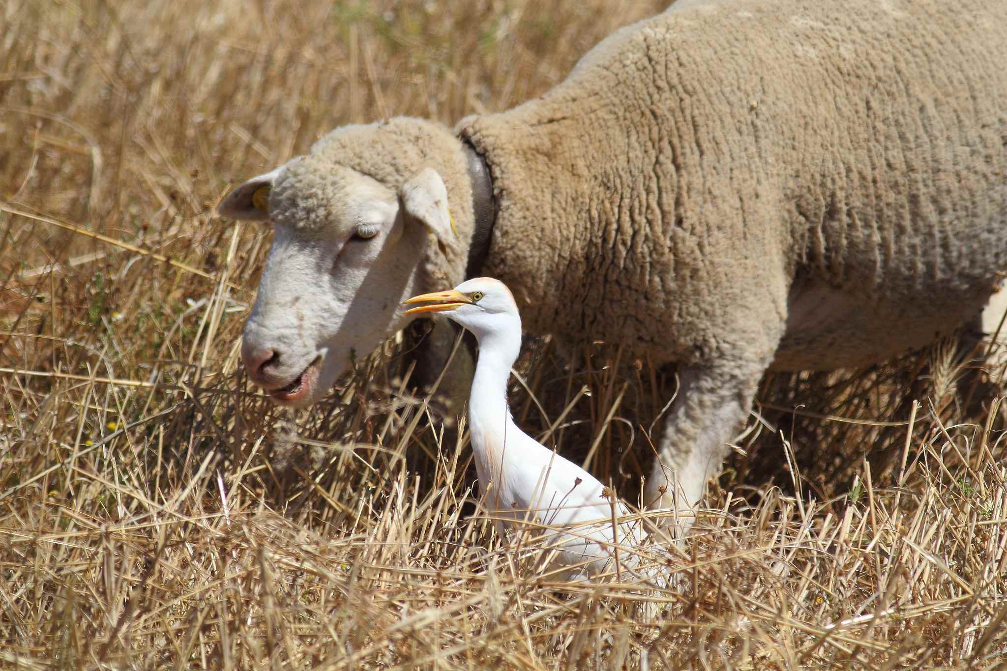 Canon EOS 60D + Canon EF 400mm F5.6L USM sample photo. Cattle egret photography