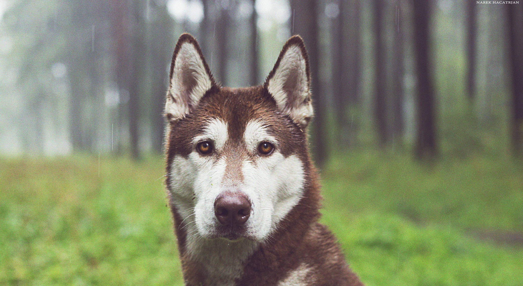 Nikon D610 + AF Nikkor 50mm f/1.4 sample photo. In the forest photography