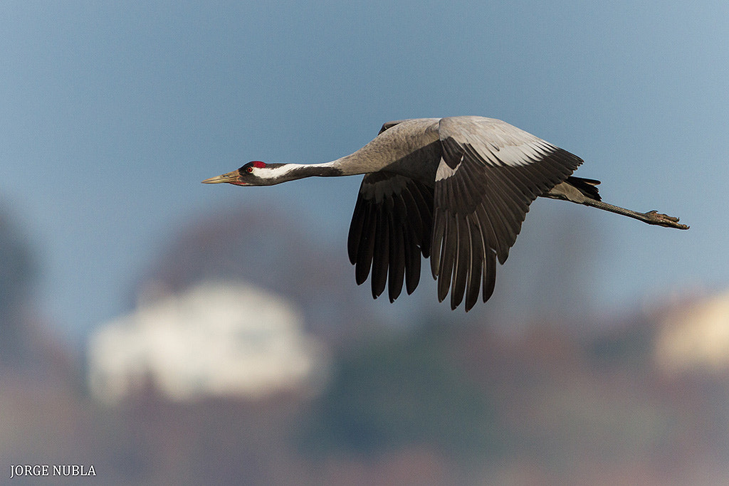 Canon EF 500mm F4L IS II USM sample photo. Grulla común (grus grus). photography
