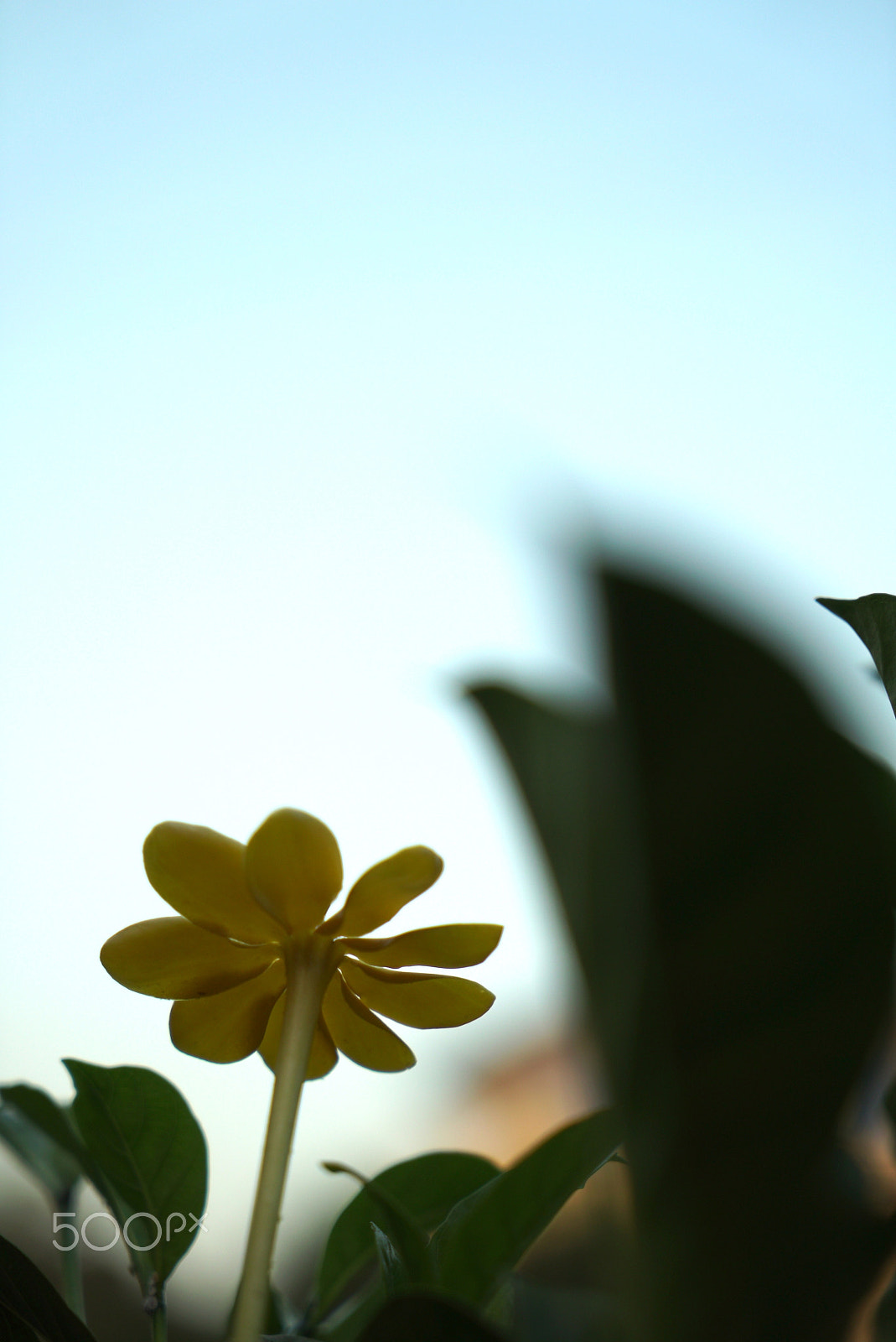 Sony a7S + Sony Vario Tessar T* FE 24-70mm F4 ZA OSS sample photo. Flower photography