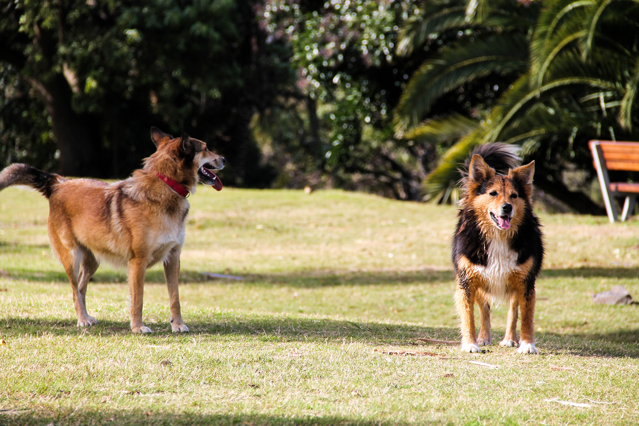 Canon EOS 1100D (EOS Rebel T3 / EOS Kiss X50) sample photo. Los perros photography