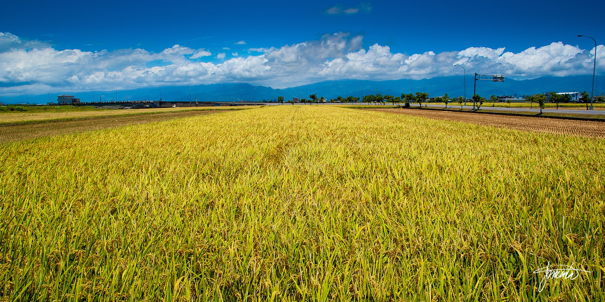 Sony Alpha DSLR-A300 sample photo. Golden rice field photography