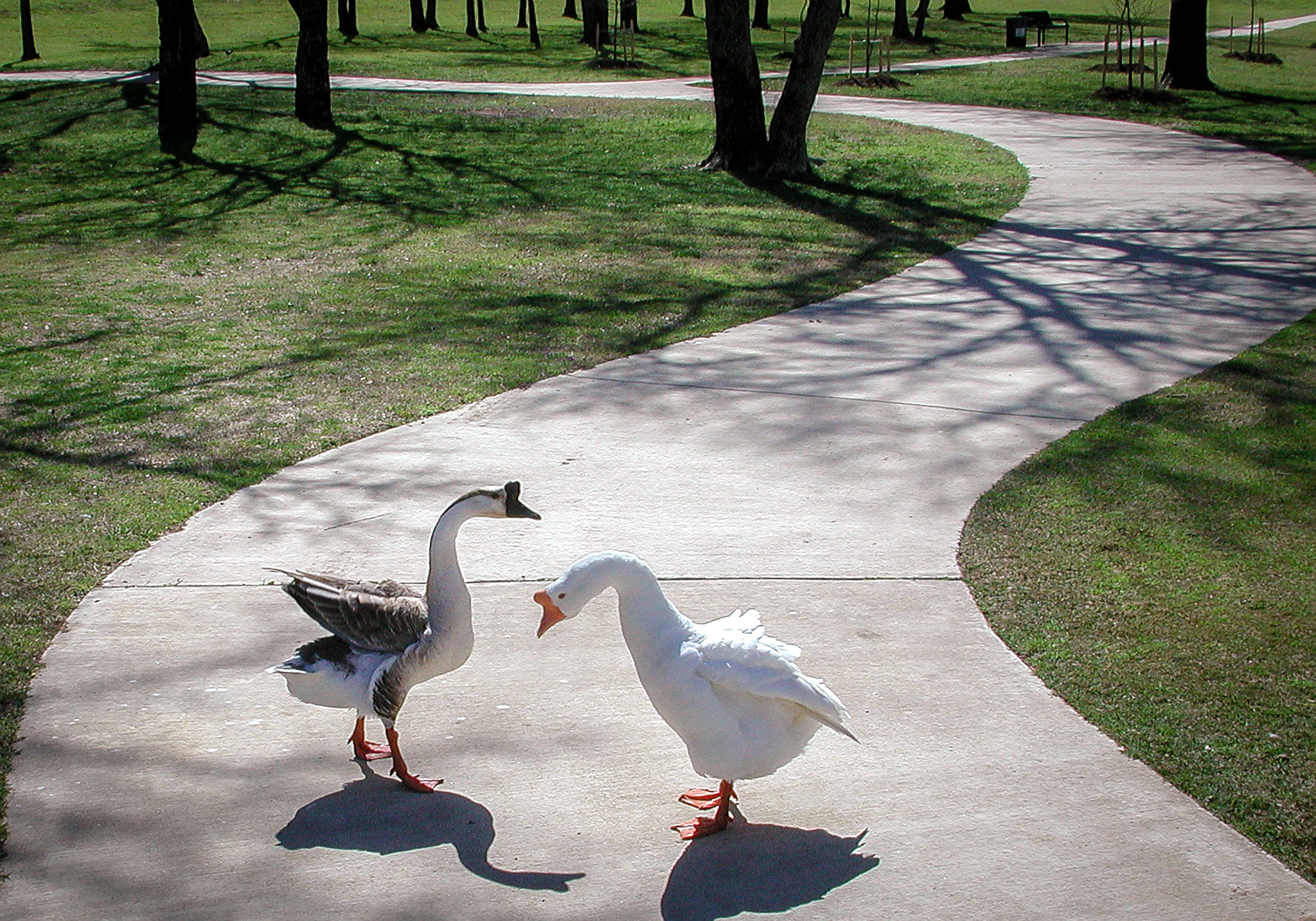 Nikon E990 sample photo. Dancing in the park photography