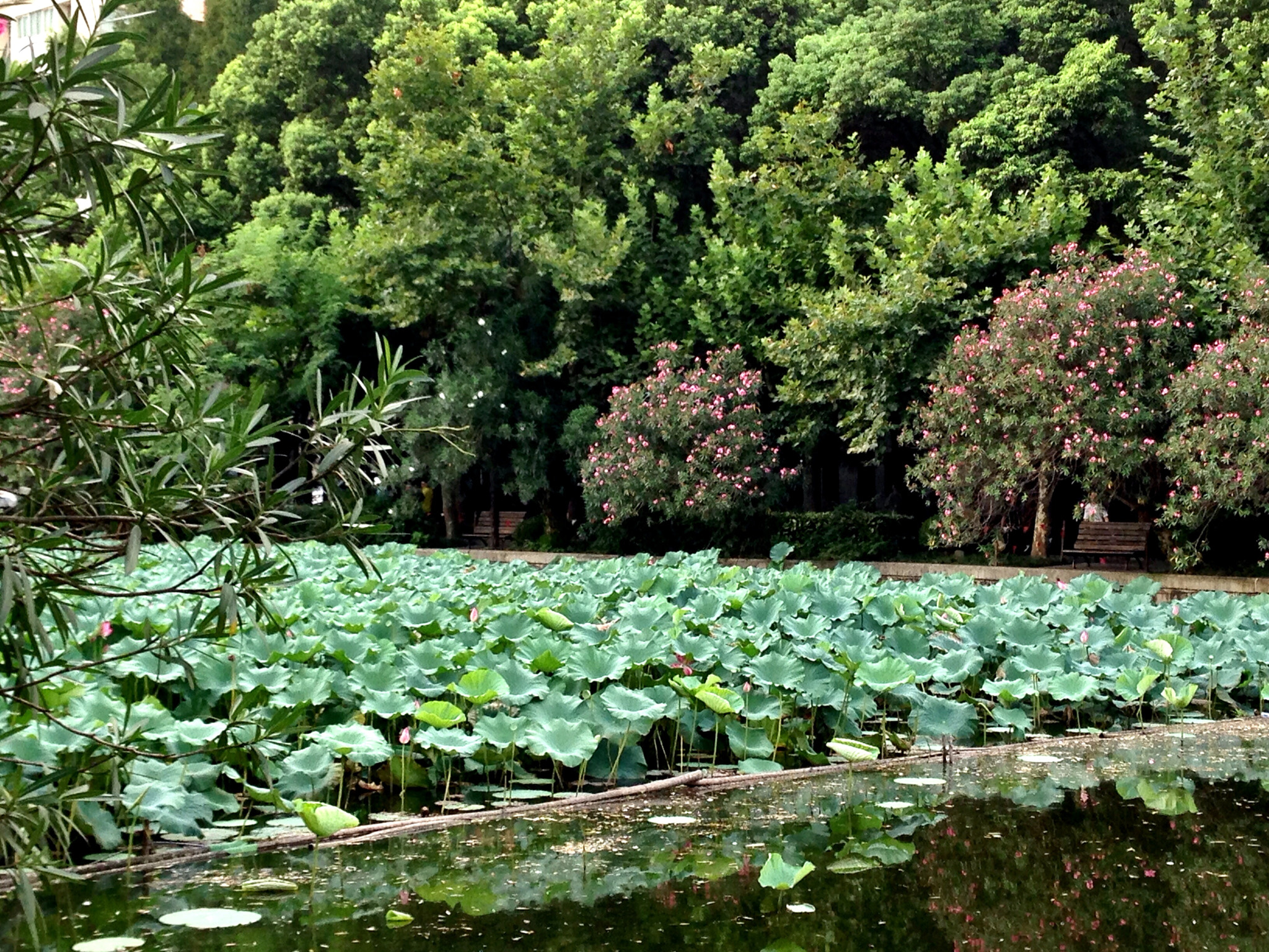 Apple iPhone5,2 sample photo. Lotus pool 荷花池 photography