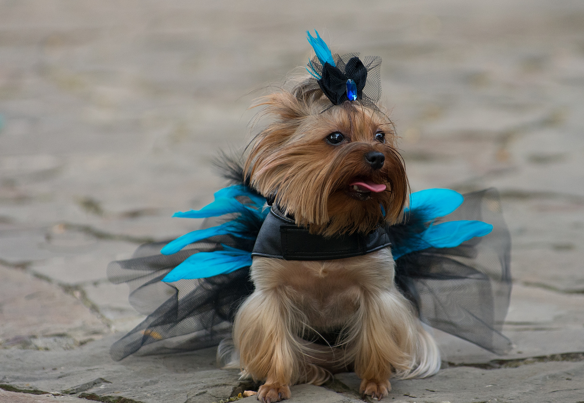 Pentax K-5 IIs sample photo. Fashion dogs photography
