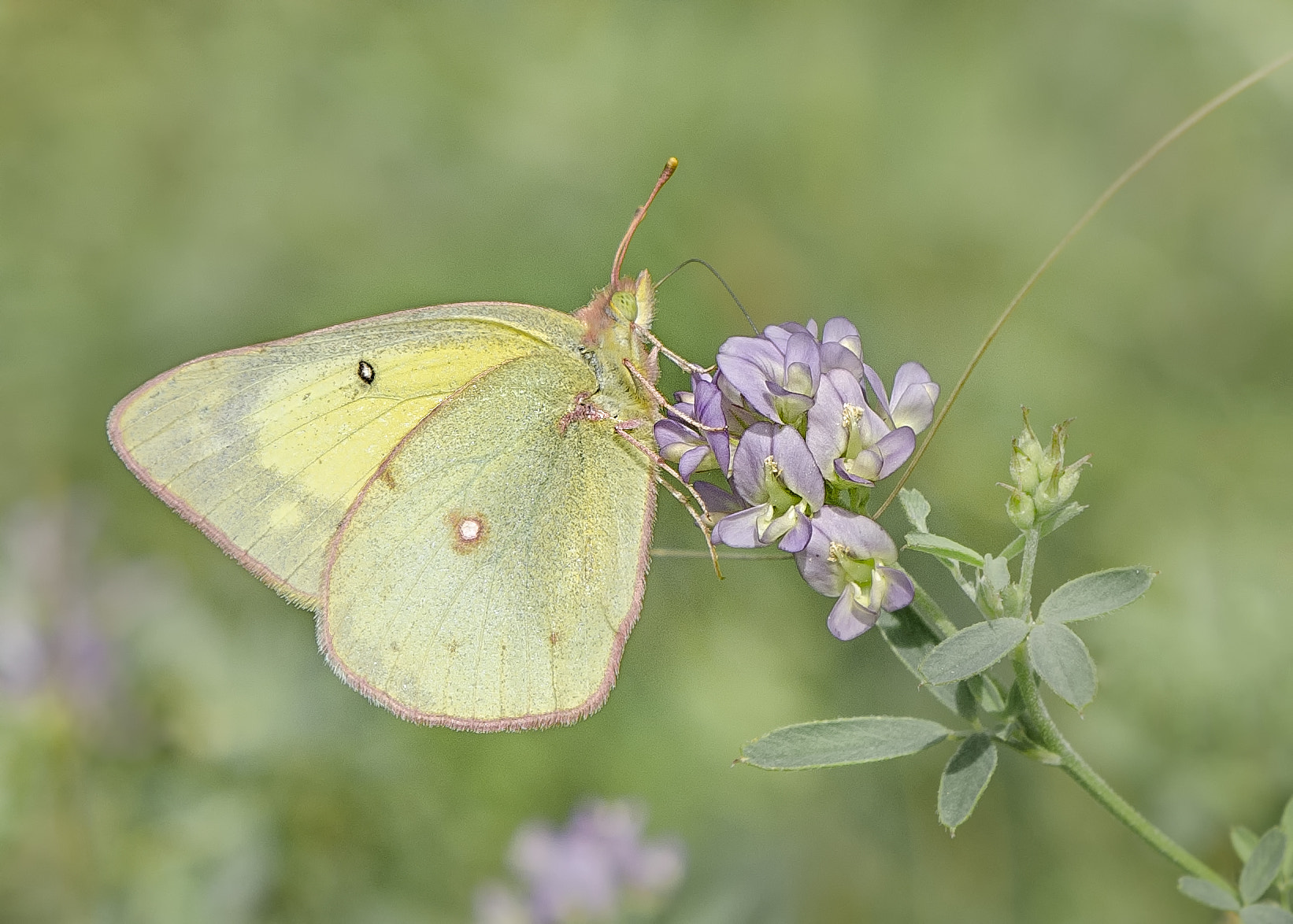 Nikon AF-S DX Micro-Nikkor 85mm F3.5G ED VR sample photo. Sulphur butterfly photography
